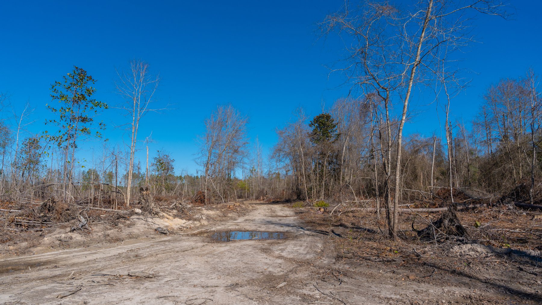 Image for 403± Total Acres - Minick Tract - Merchantable Planted Pine - Kinchafoonee Creek Frontage