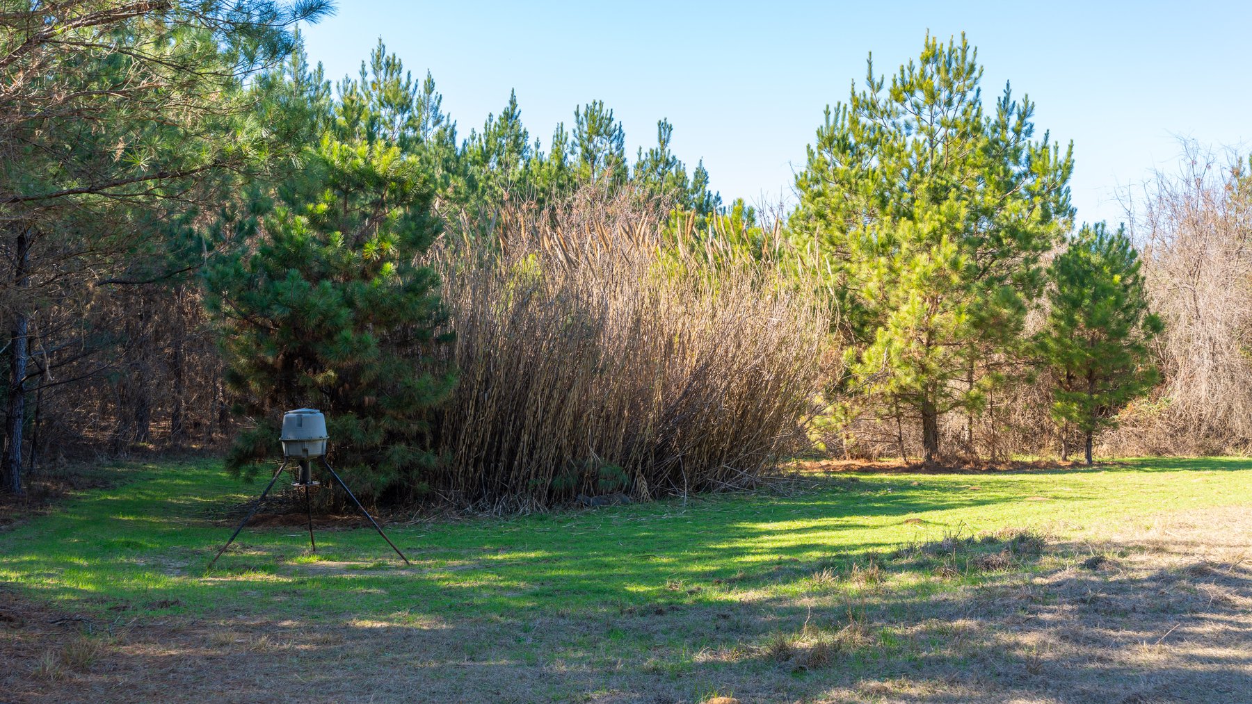 Image for 403± Total Acres - Minick Tract - Merchantable Planted Pine - Kinchafoonee Creek Frontage