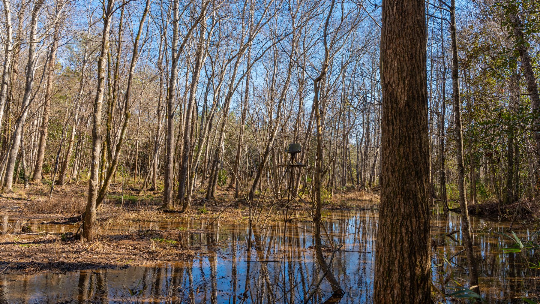 Image for 403± Total Acres - Minick Tract - Merchantable Planted Pine - Kinchafoonee Creek Frontage