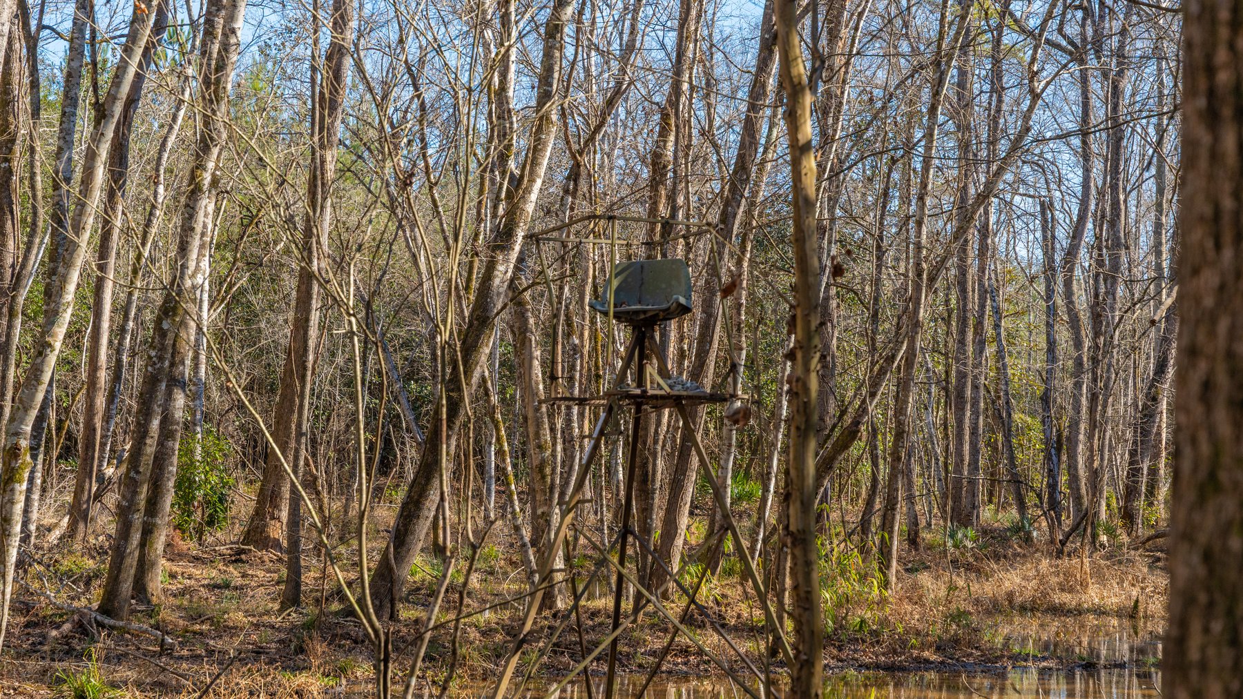 Image for 403± Total Acres - Minick Tract - Merchantable Planted Pine - Kinchafoonee Creek Frontage