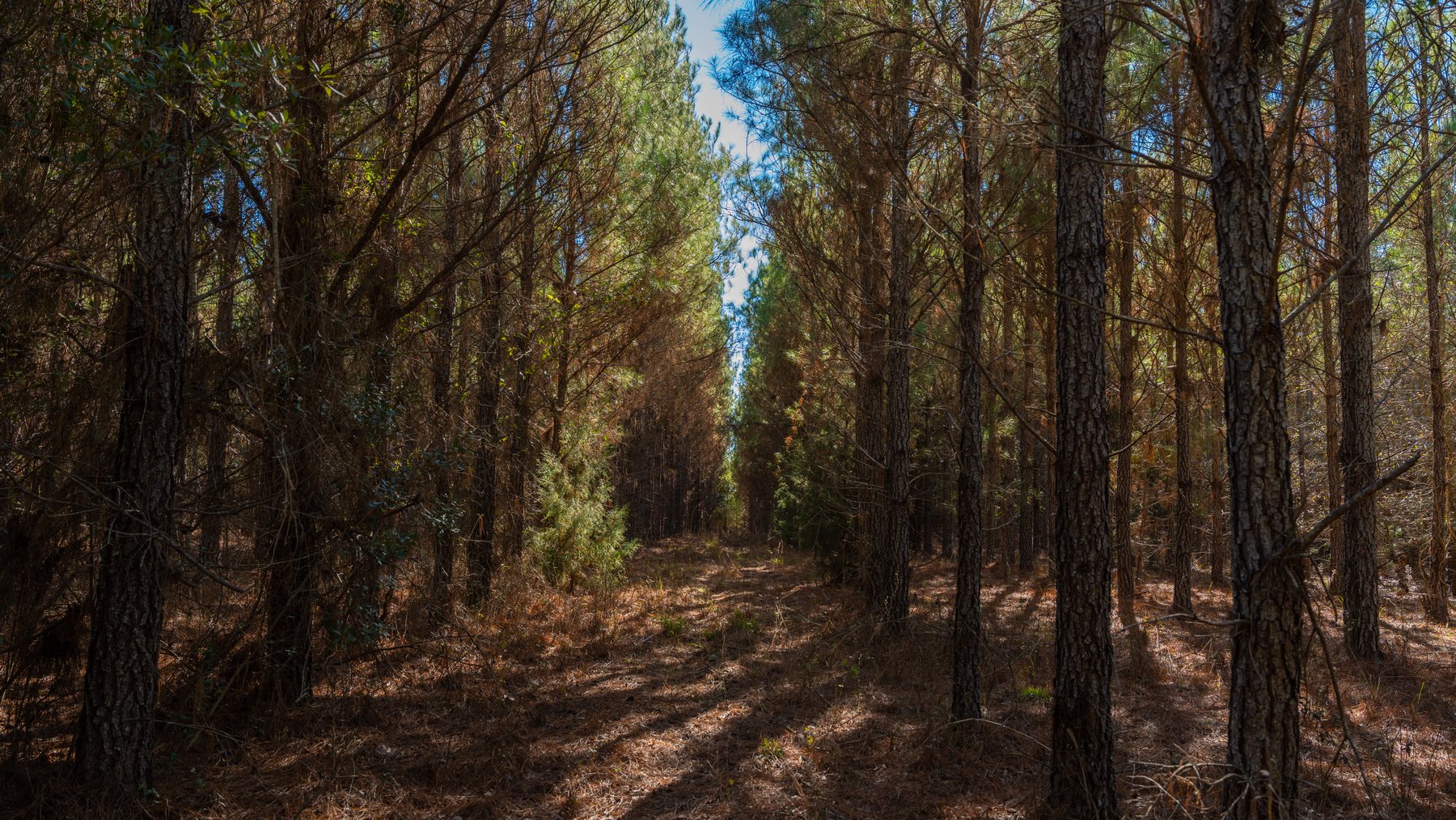 Image for 403± Total Acres - Minick Tract - Merchantable Planted Pine - Kinchafoonee Creek Frontage