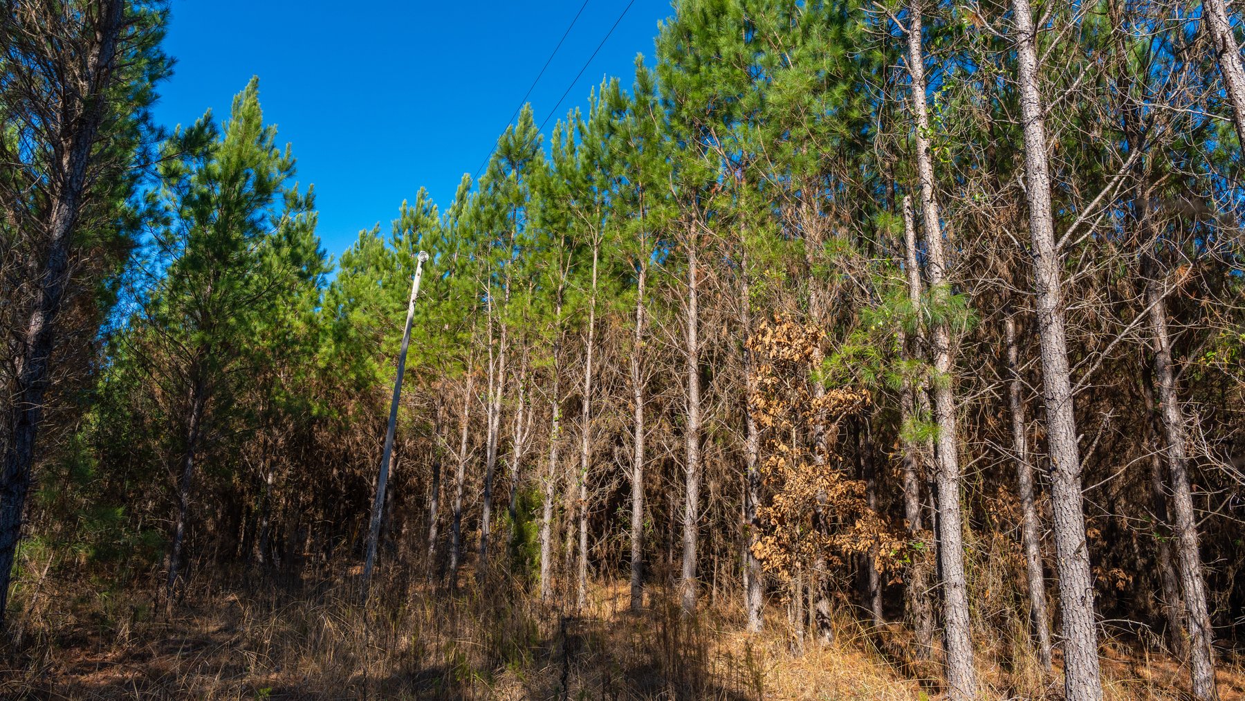 Image for 403± Total Acres - Minick Tract - Merchantable Planted Pine - Kinchafoonee Creek Frontage