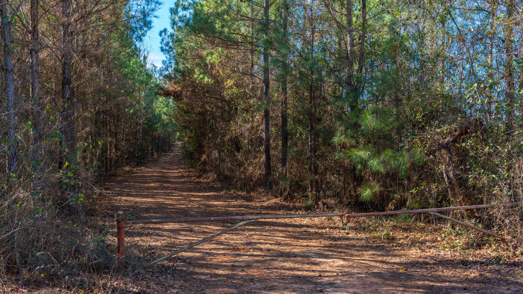 Image for 403± Total Acres - Minick Tract - Merchantable Planted Pine - Kinchafoonee Creek Frontage