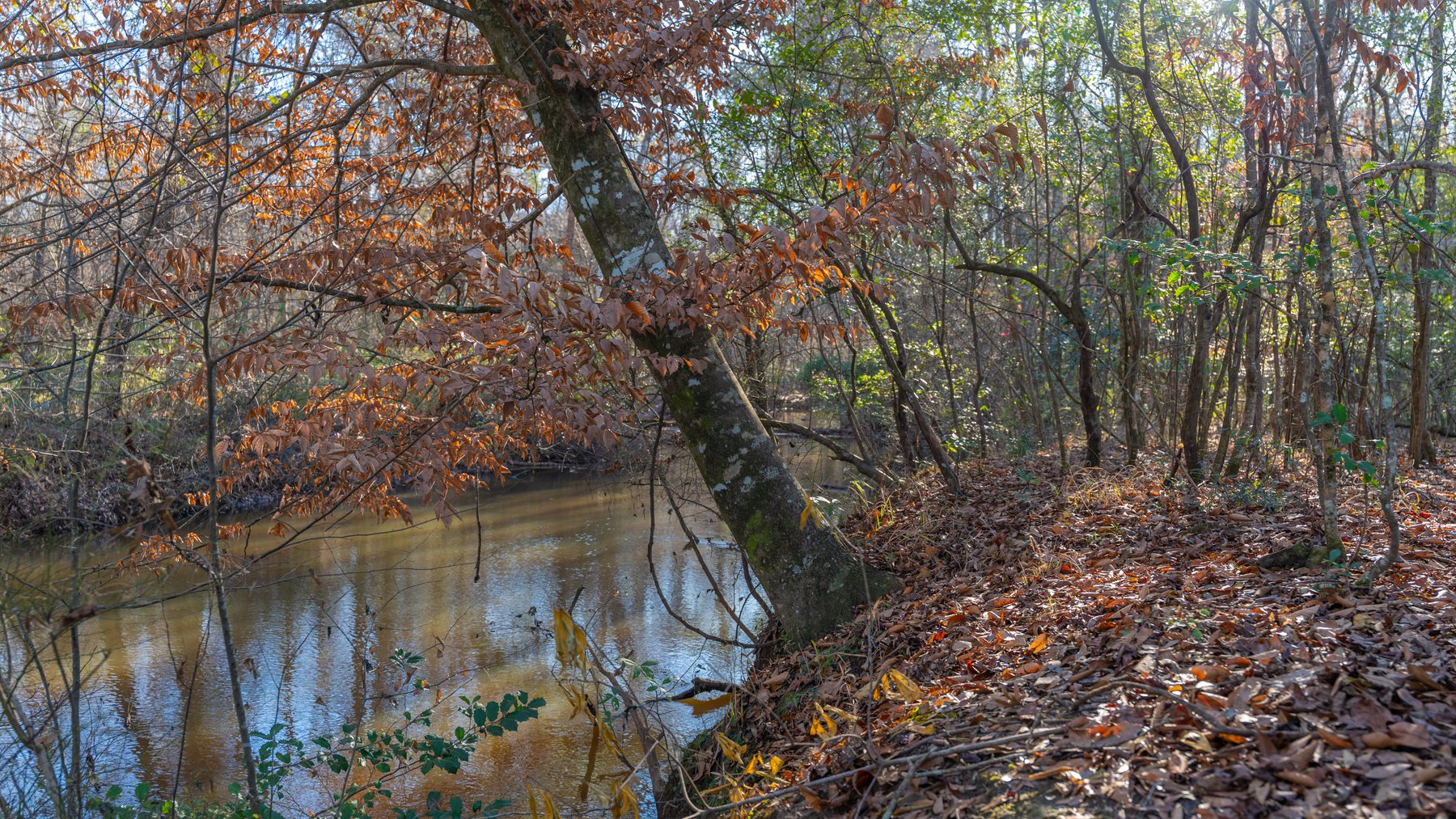 Image for 79± Total Acres - Cole Tract South - Beautiful Recreational Farm - Planted Pines & Premium Hunting - Lanahassee Creek Frontage