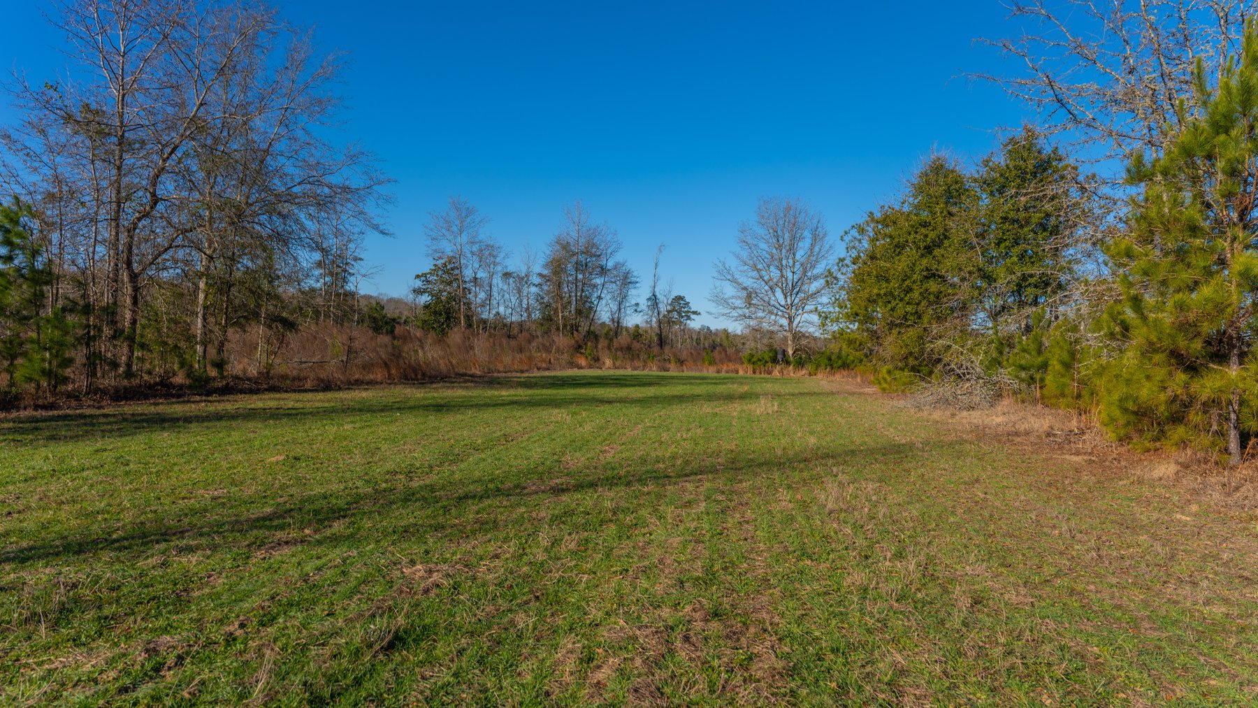 Image for 79± Total Acres - Cole Tract South - Beautiful Recreational Farm - Planted Pines & Premium Hunting - Lanahassee Creek Frontage