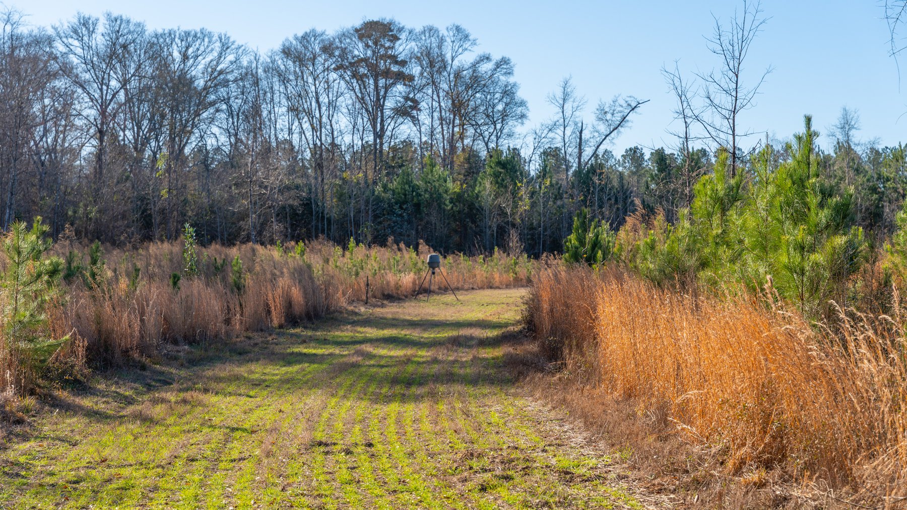 Image for 79± Total Acres - Cole Tract South - Beautiful Recreational Farm - Planted Pines & Premium Hunting - Lanahassee Creek Frontage