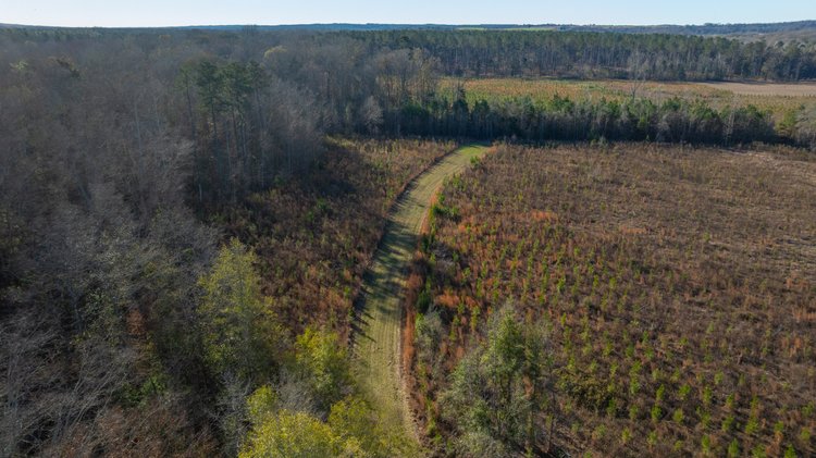 Image for 79± Total Acres - Cole Tract South - Beautiful Recreational Farm - Planted Pines & Premium Hunting - Lanahassee Creek Frontage