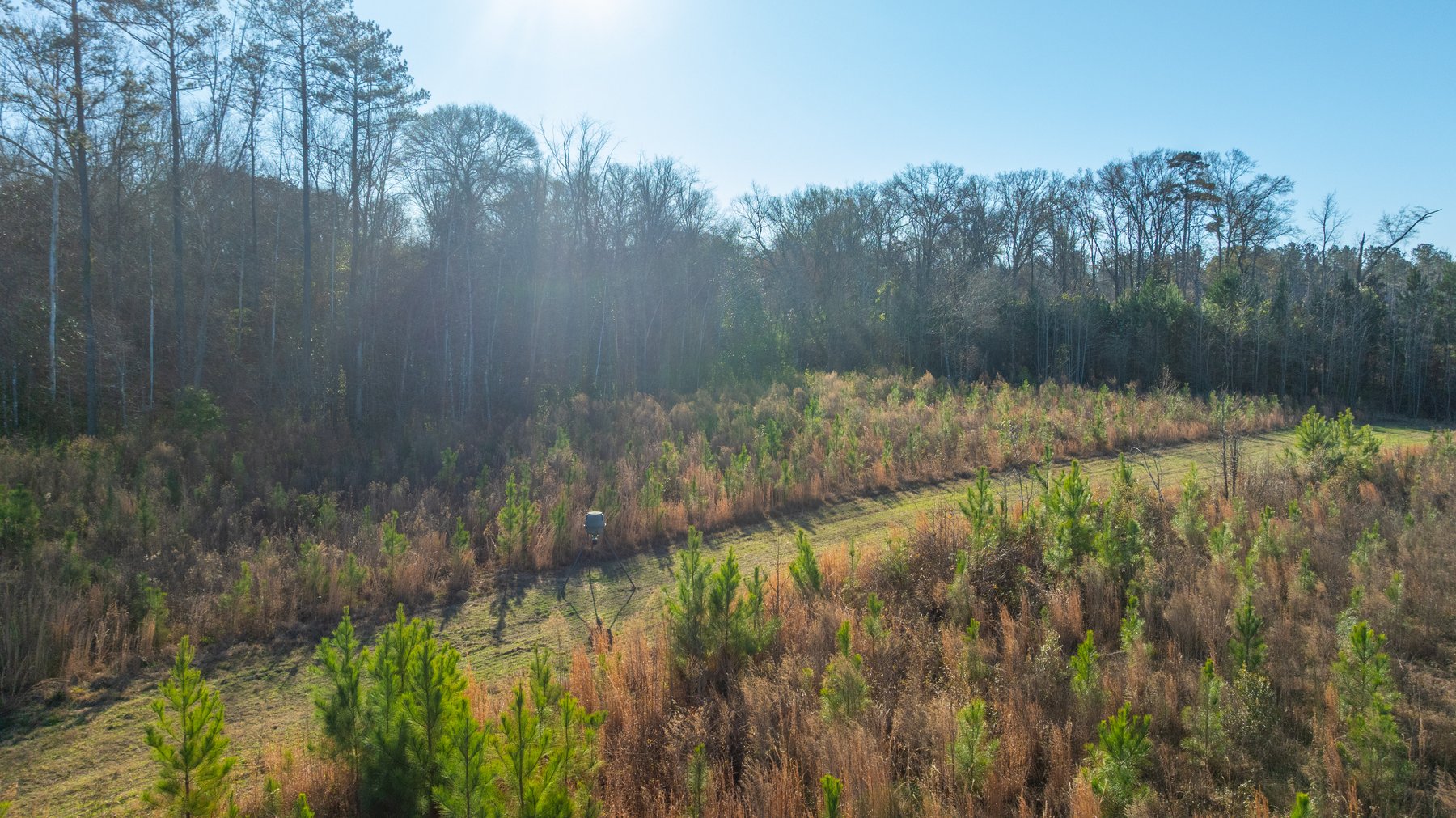 Image for 79± Total Acres - Cole Tract South - Beautiful Recreational Farm - Planted Pines & Premium Hunting - Lanahassee Creek Frontage