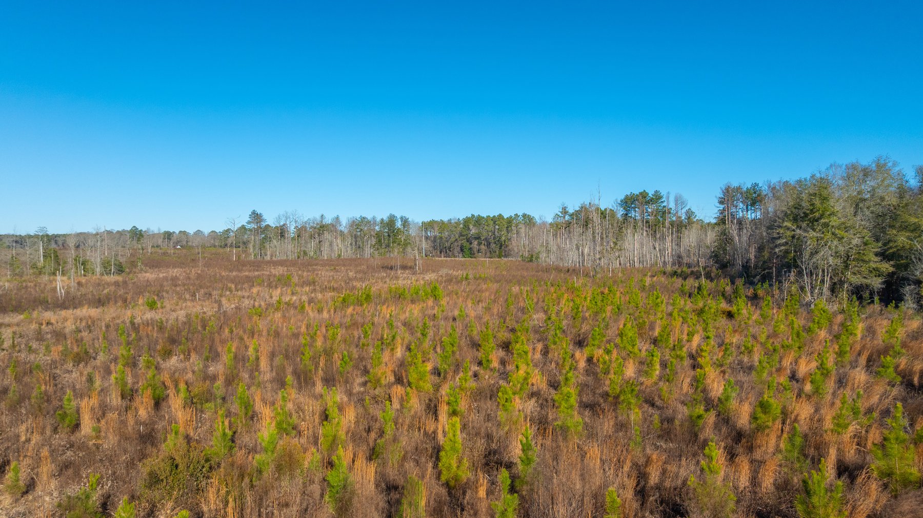 Image for 79± Total Acres - Cole Tract South - Beautiful Recreational Farm - Planted Pines & Premium Hunting - Lanahassee Creek Frontage