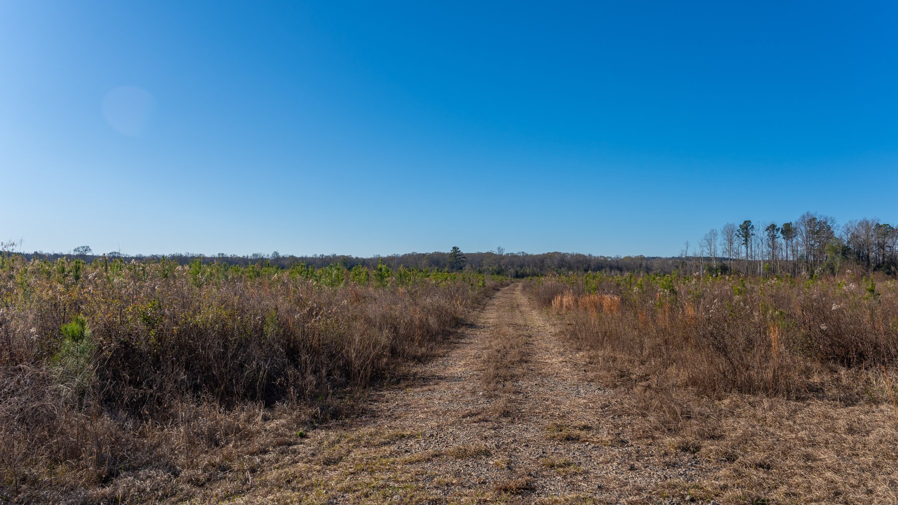 Image for 79± Total Acres - Cole Tract South - Beautiful Recreational Farm - Planted Pines & Premium Hunting - Lanahassee Creek Frontage