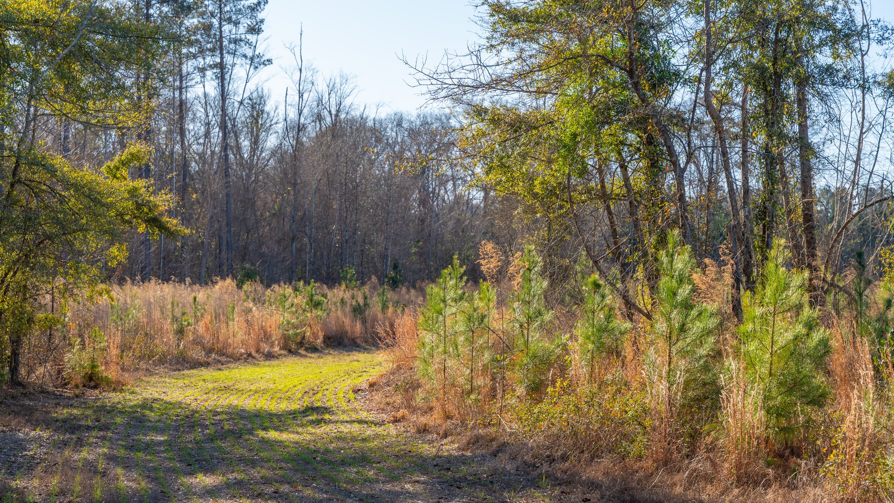 Image for 79± Total Acres - Cole Tract South - Beautiful Recreational Farm - Planted Pines & Premium Hunting - Lanahassee Creek Frontage