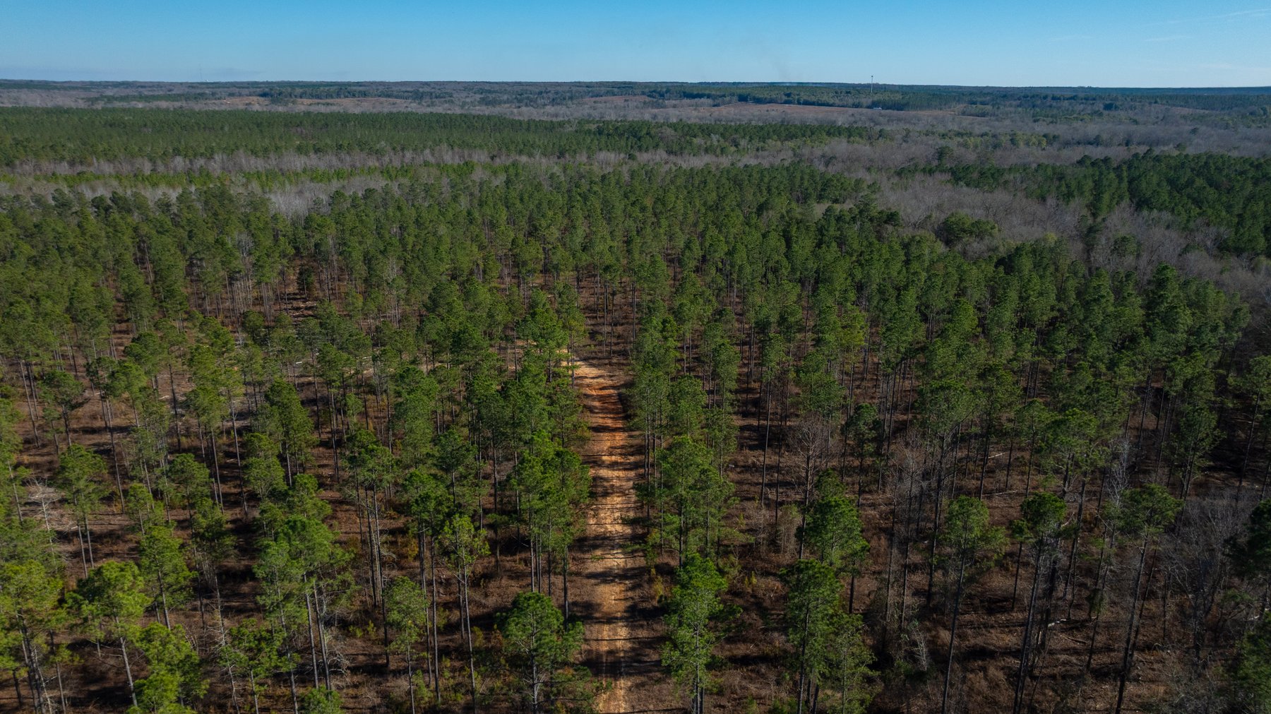 Image for 775± Total Acres - King Tract - Premium Plantation Pines - Large Timber Investment - Choctahatchee Creek Frontage