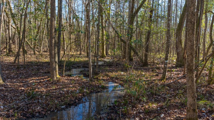 Image for 775± Total Acres - King Tract - Premium Plantation Pines - Large Timber Investment - Choctahatchee Creek Frontage