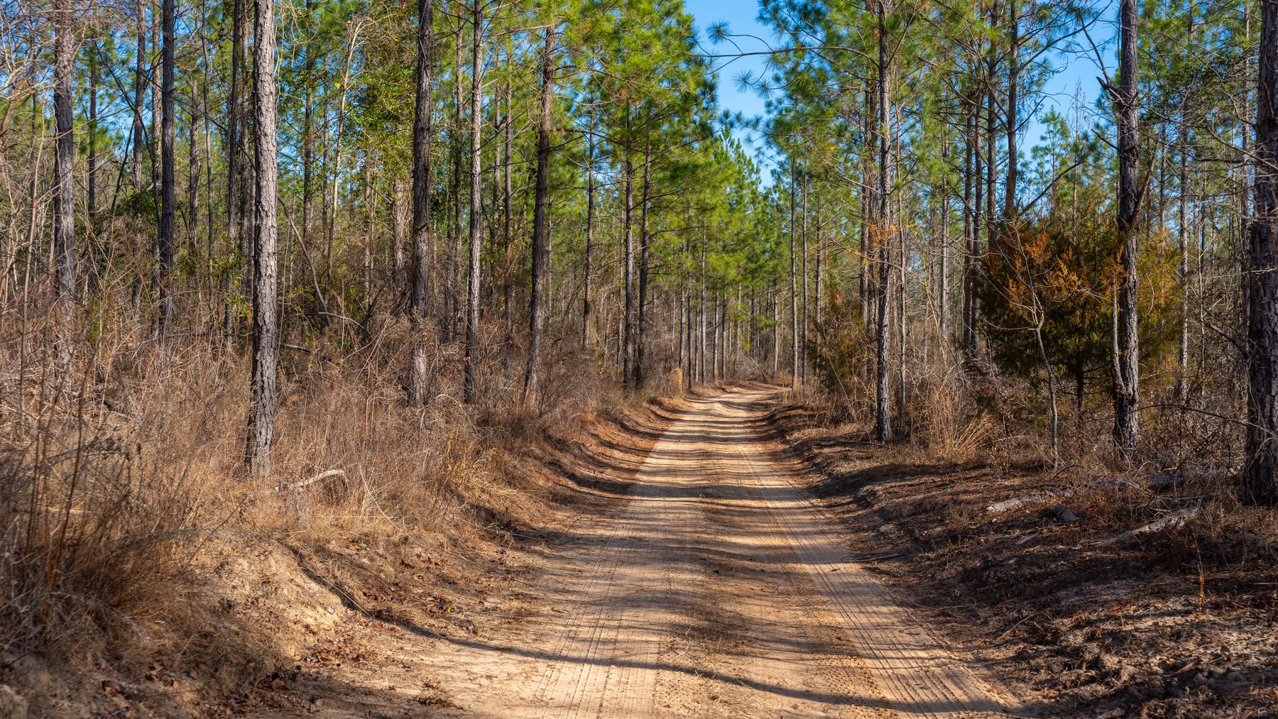 Image for 775± Total Acres - King Tract - Premium Plantation Pines - Large Timber Investment - Choctahatchee Creek Frontage