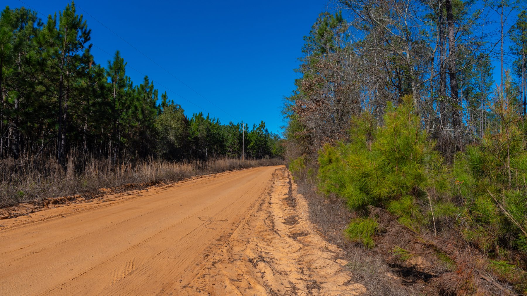Image for 775± Total Acres - King Tract - Premium Plantation Pines - Large Timber Investment - Choctahatchee Creek Frontage