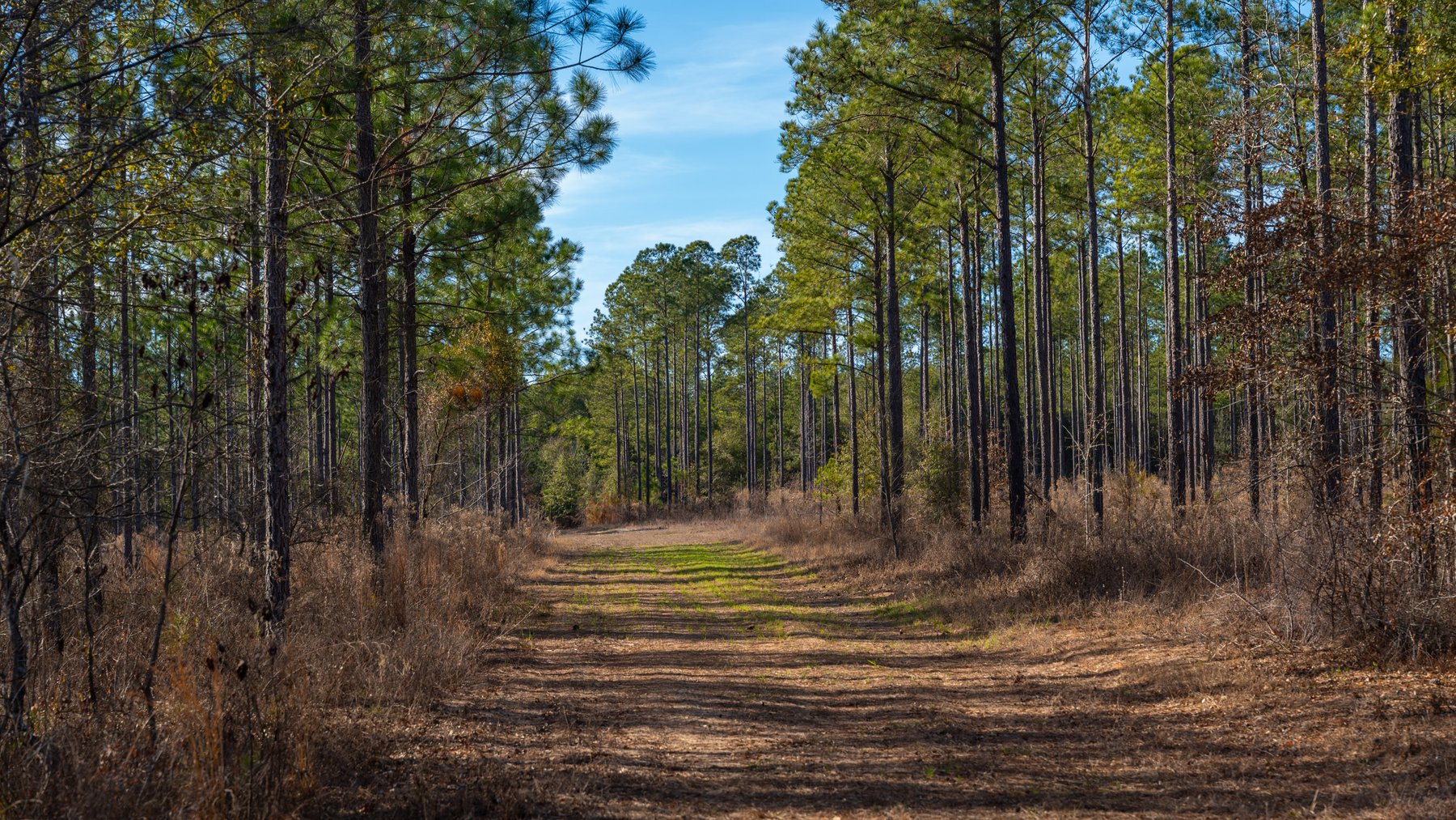 Image for 775± Total Acres - King Tract - Premium Plantation Pines - Large Timber Investment - Choctahatchee Creek Frontage