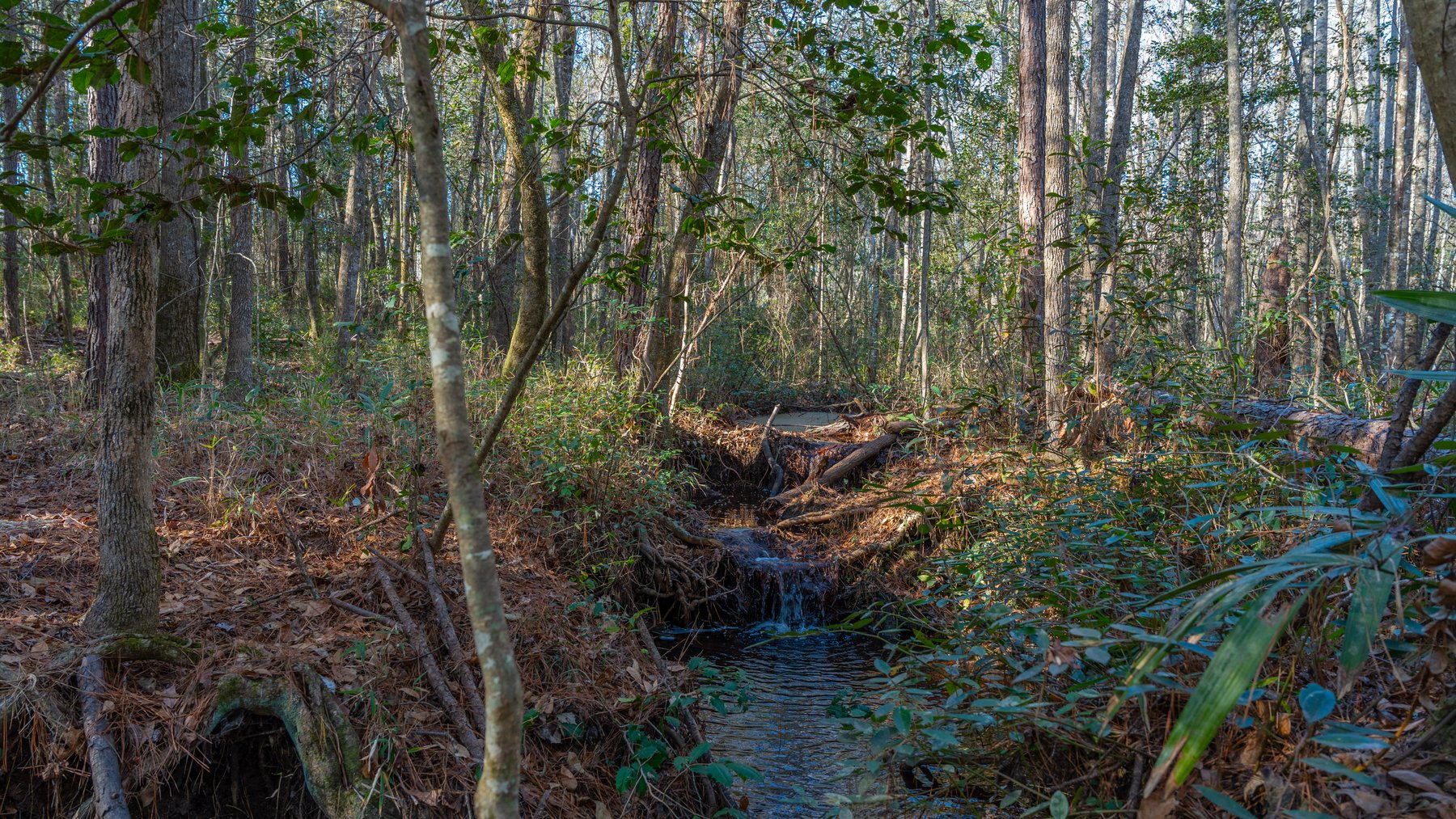 Image for 775± Total Acres - King Tract - Premium Plantation Pines - Large Timber Investment - Choctahatchee Creek Frontage