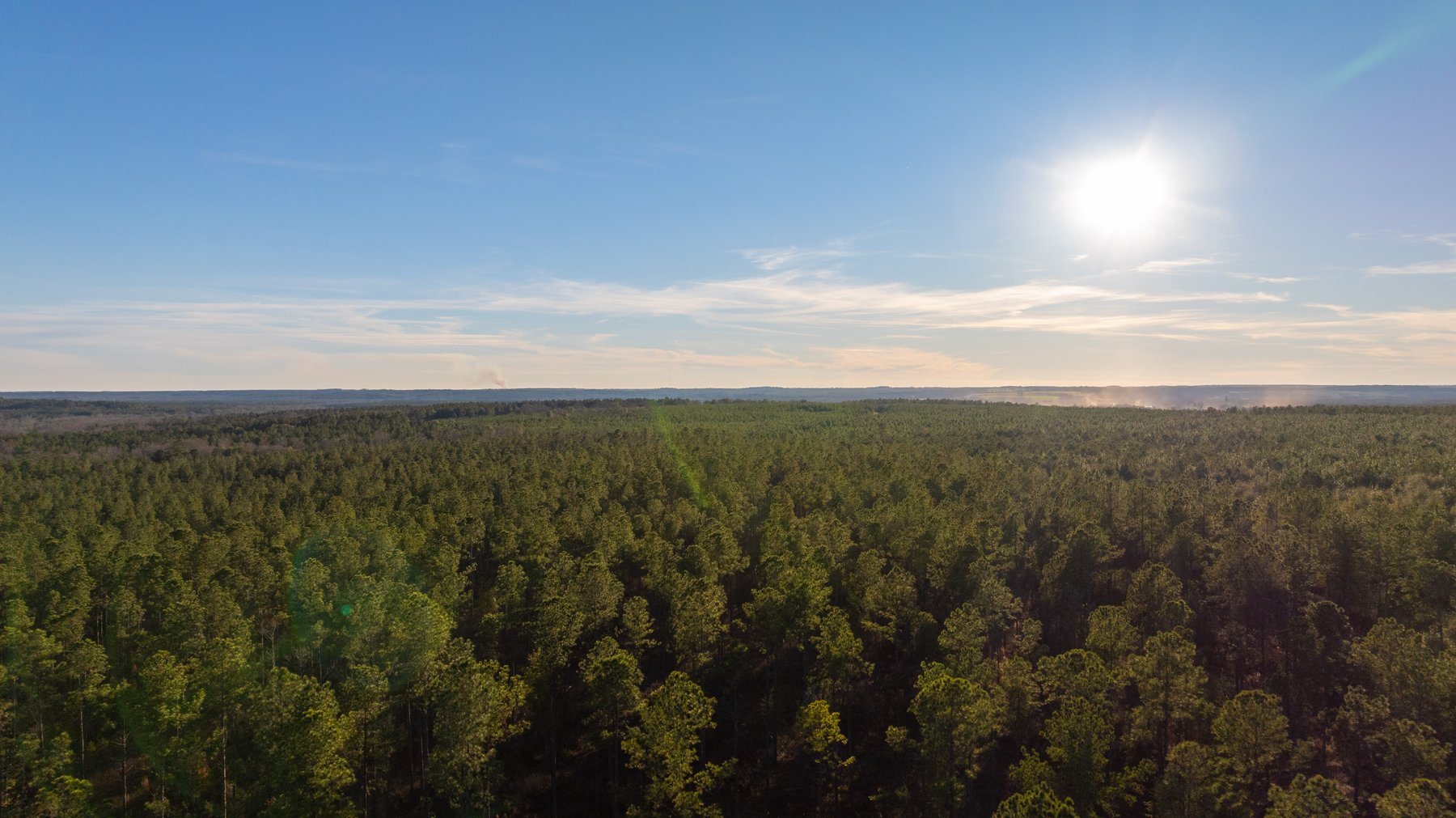 Image for 775± Total Acres - King Tract - Premium Plantation Pines - Large Timber Investment - Choctahatchee Creek Frontage