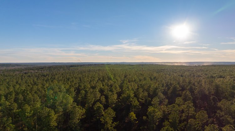 Image for 775± Total Acres - King Tract - Premium Plantation Pines - Large Timber Investment - Choctahatchee Creek Frontage