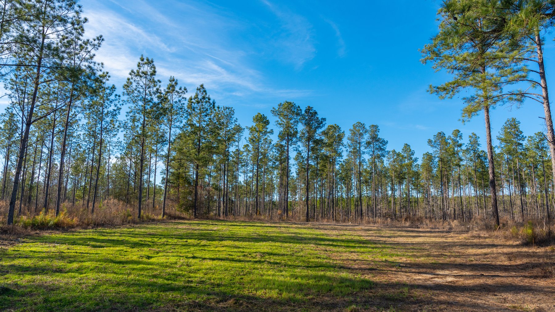Image for 775± Total Acres - King Tract - Premium Plantation Pines - Large Timber Investment - Choctahatchee Creek Frontage