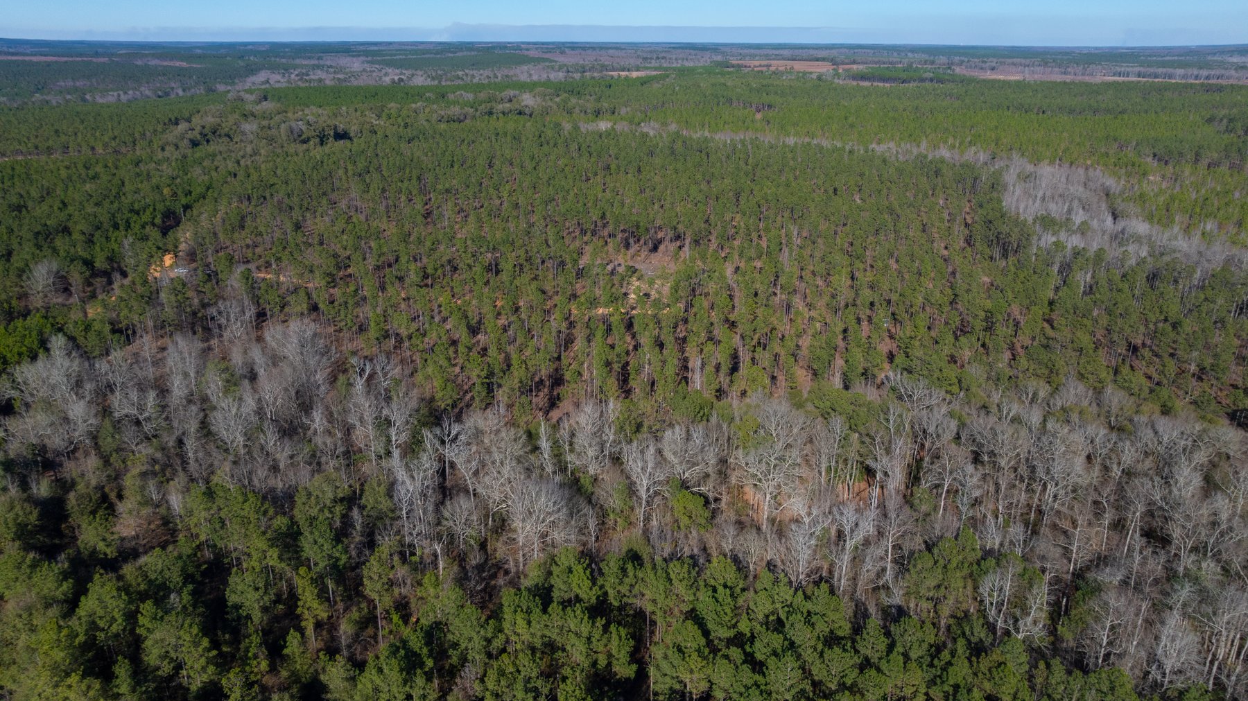 Image for 775± Total Acres - King Tract - Premium Plantation Pines - Large Timber Investment - Choctahatchee Creek Frontage
