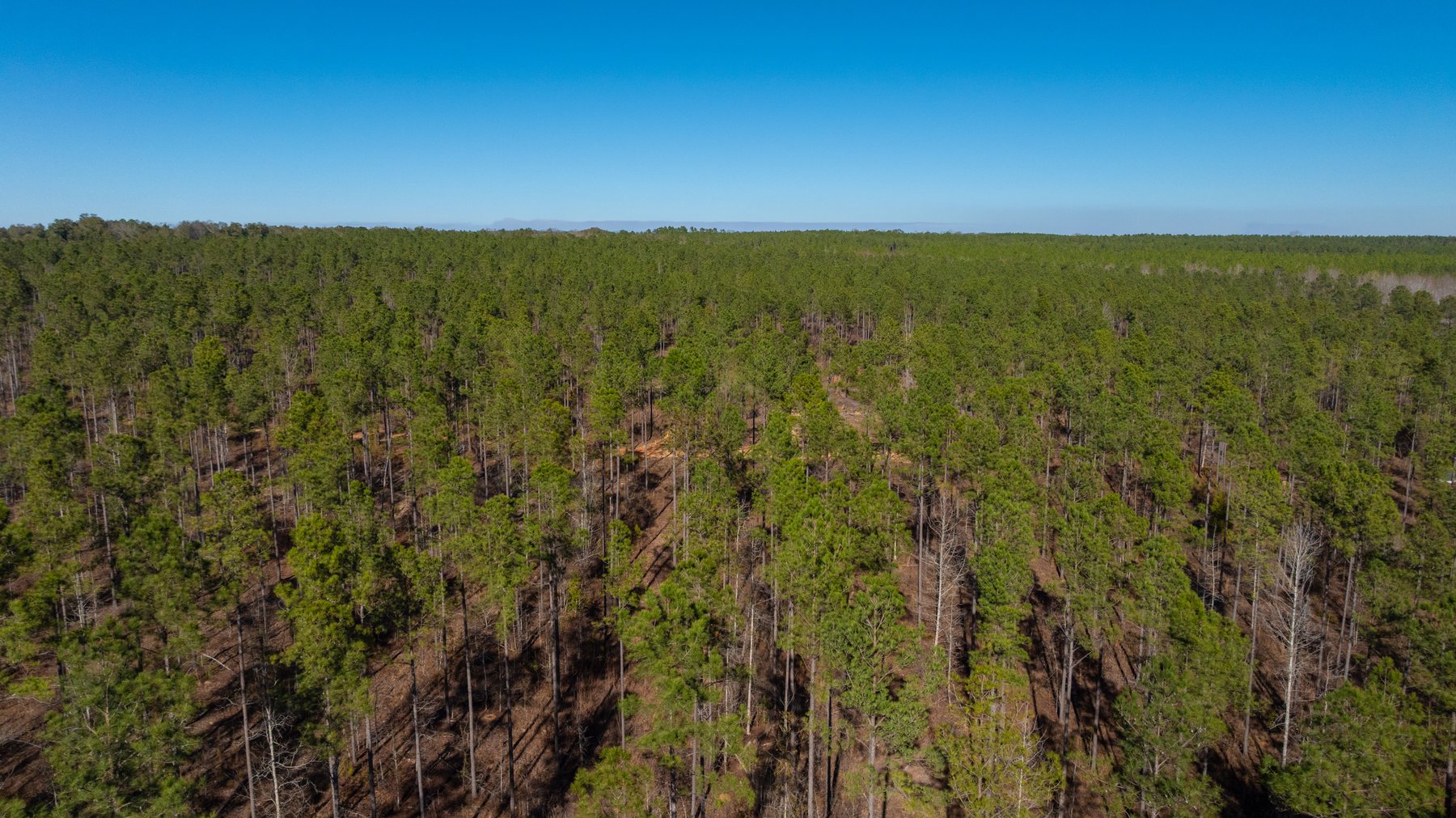 Image for 775± Total Acres - King Tract - Premium Plantation Pines - Large Timber Investment - Choctahatchee Creek Frontage