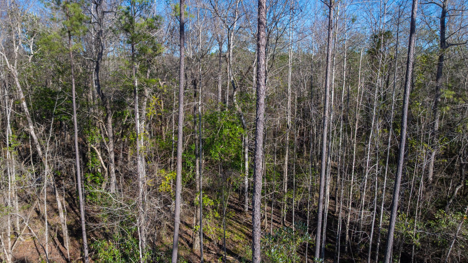 Image for 775± Total Acres - King Tract - Premium Plantation Pines - Large Timber Investment - Choctahatchee Creek Frontage