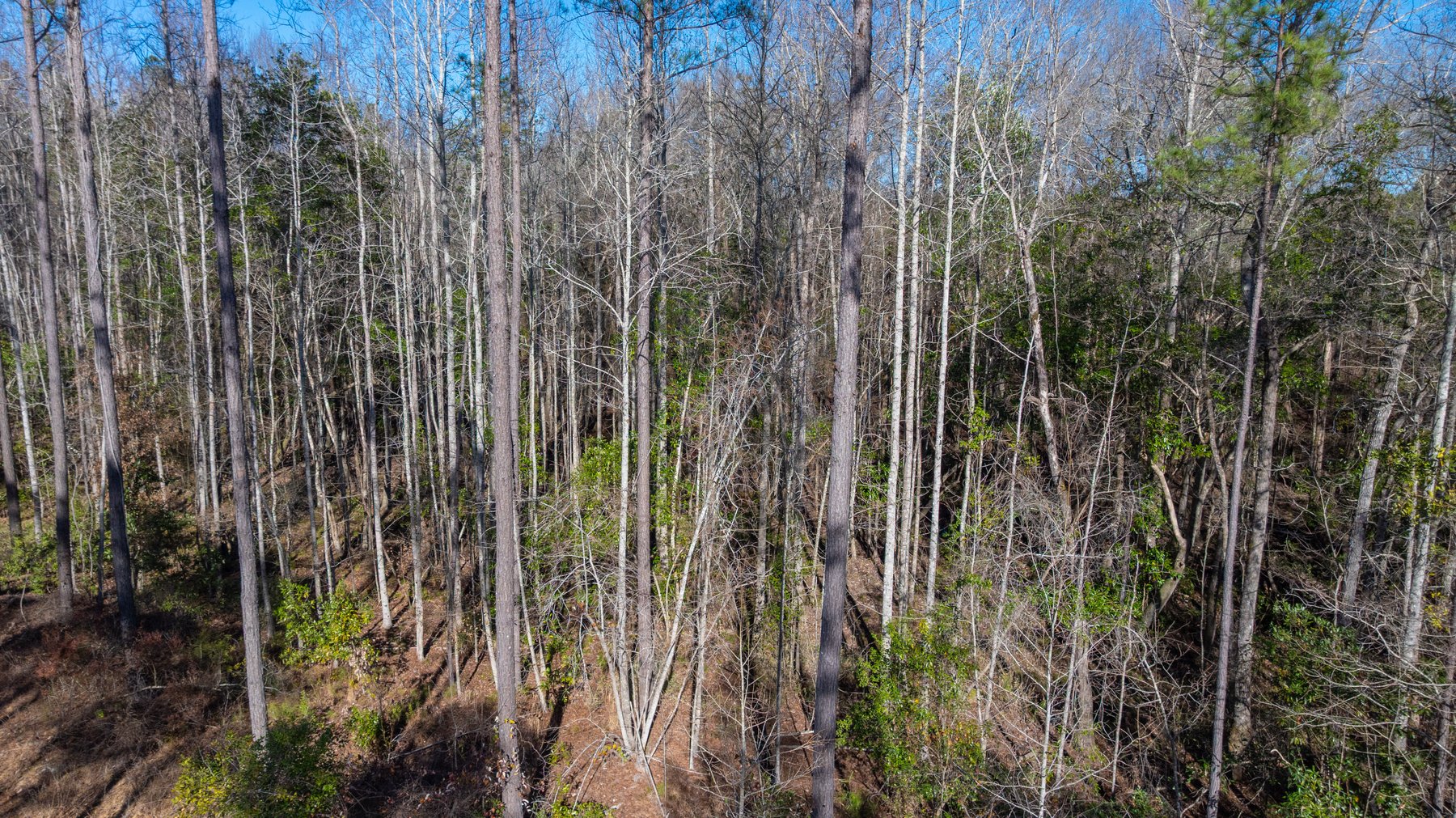 Image for 775± Total Acres - King Tract - Premium Plantation Pines - Large Timber Investment - Choctahatchee Creek Frontage