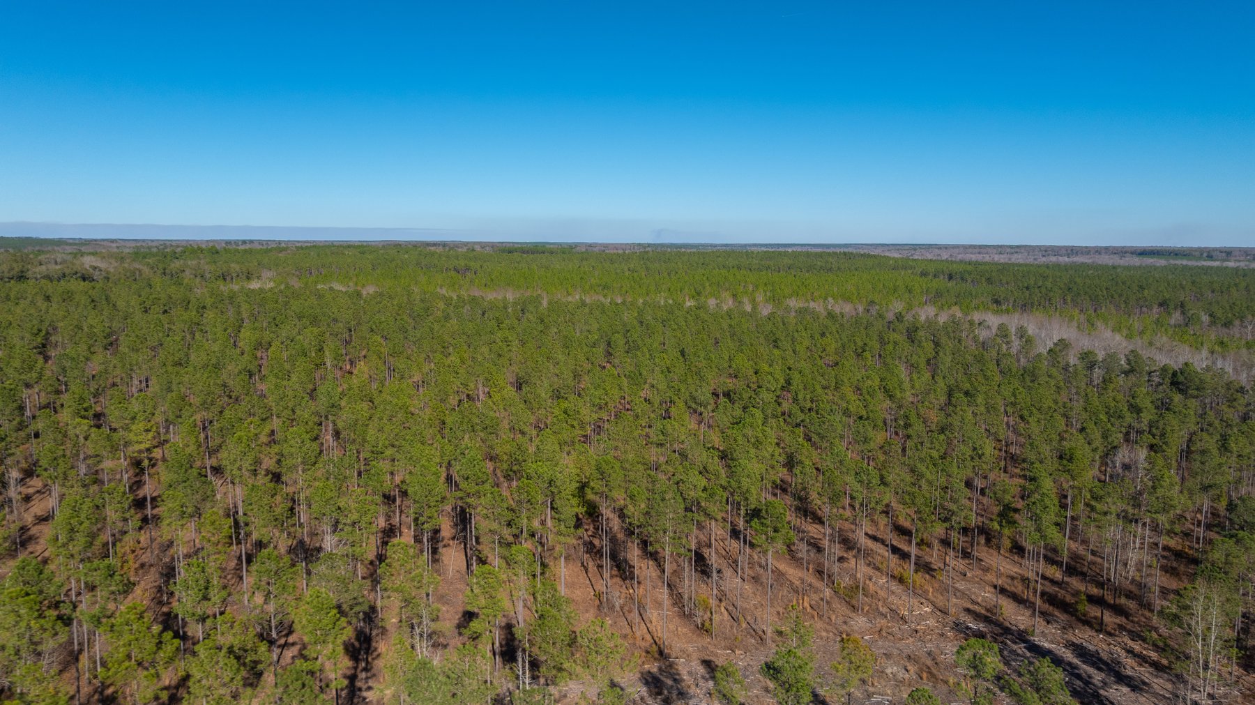 Image for 775± Total Acres - King Tract - Premium Plantation Pines - Large Timber Investment - Choctahatchee Creek Frontage
