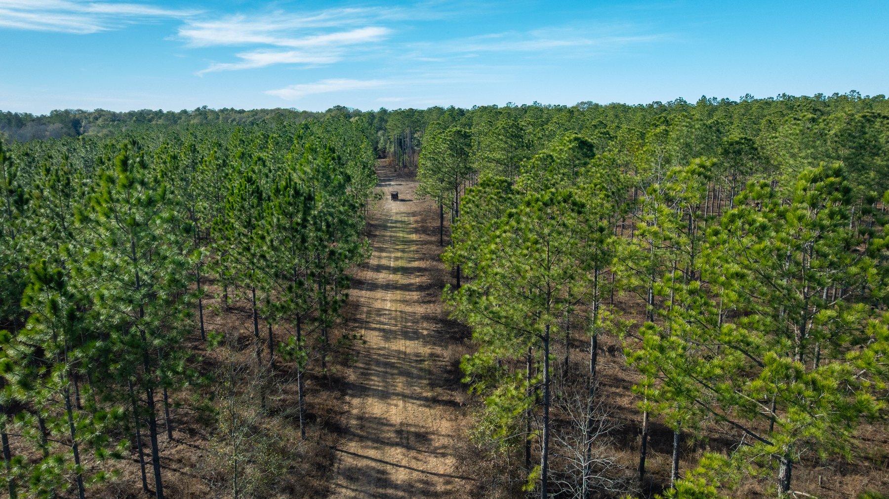 Image for 775± Total Acres - King Tract - Premium Plantation Pines - Large Timber Investment - Choctahatchee Creek Frontage