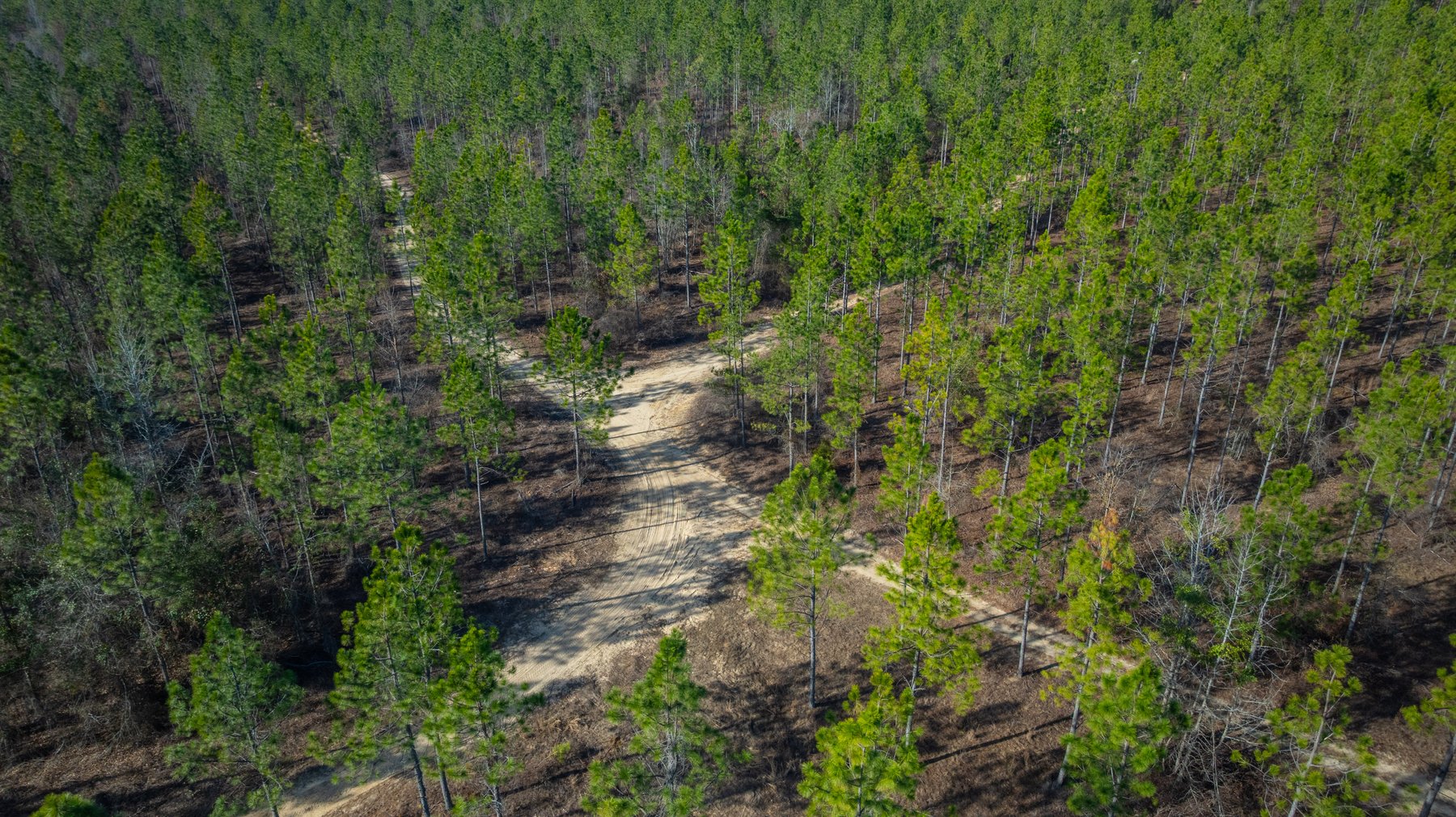 Image for 775± Total Acres - King Tract - Premium Plantation Pines - Large Timber Investment - Choctahatchee Creek Frontage