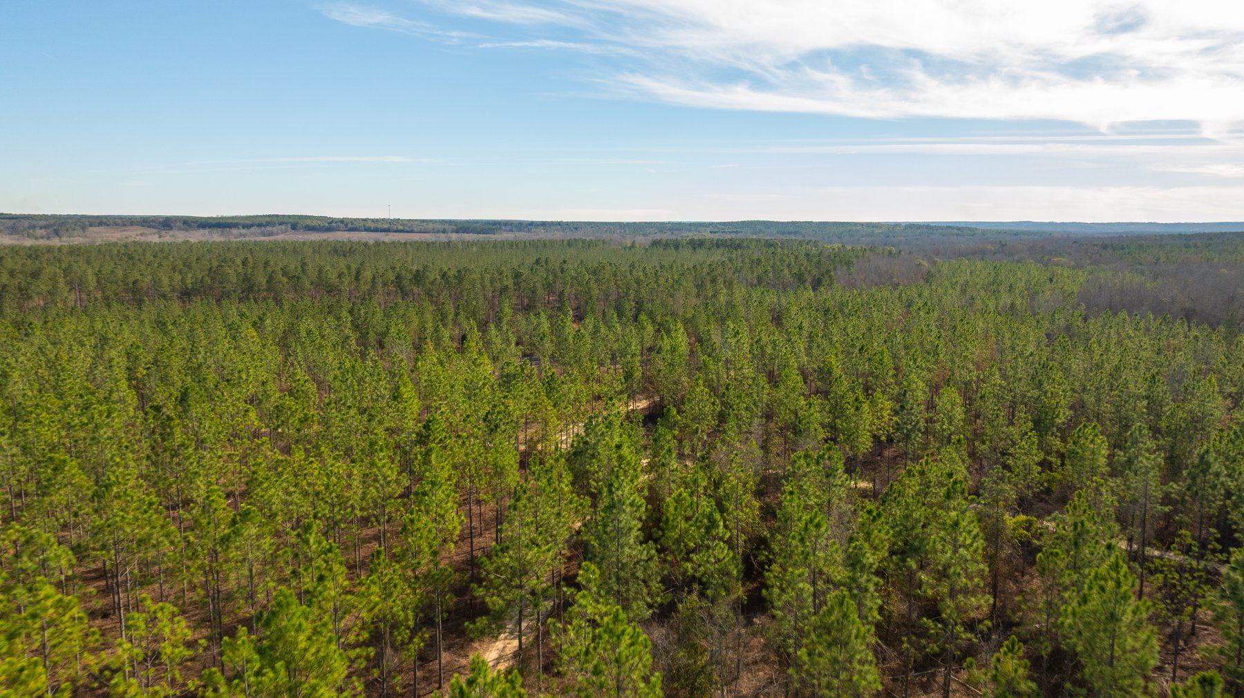 Image for 775± Total Acres - King Tract - Premium Plantation Pines - Large Timber Investment - Choctahatchee Creek Frontage