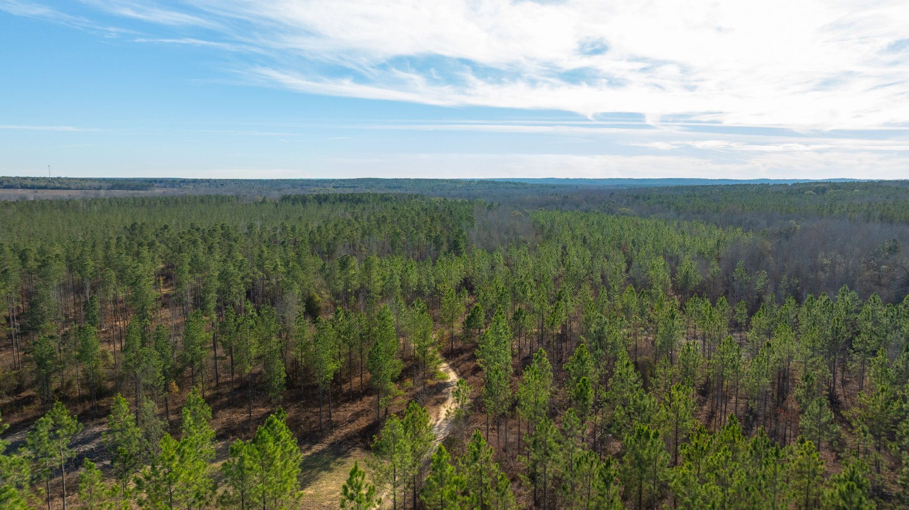 Image for 775± Total Acres - King Tract - Premium Plantation Pines - Large Timber Investment - Choctahatchee Creek Frontage