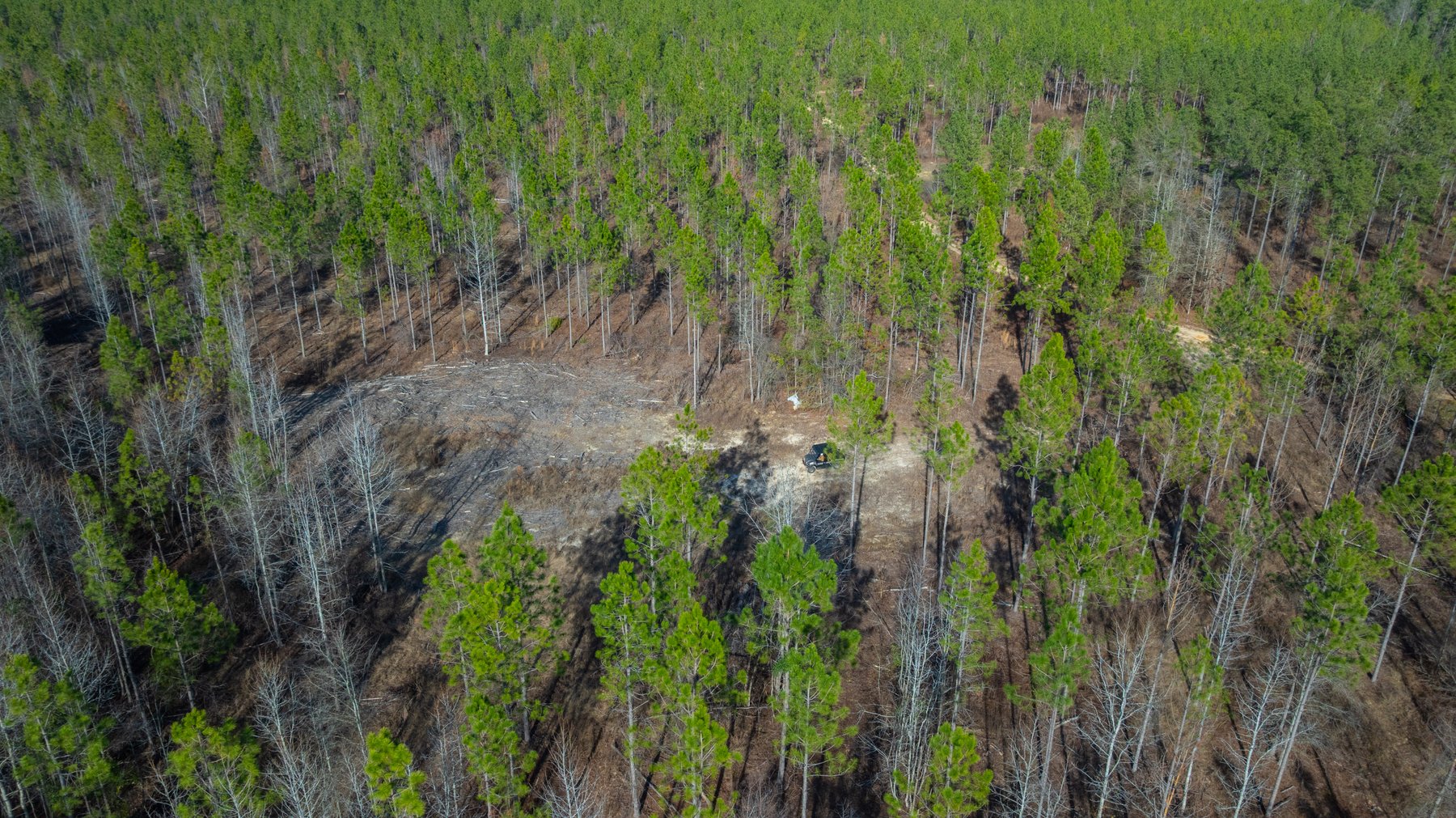 Image for 775± Total Acres - King Tract - Premium Plantation Pines - Large Timber Investment - Choctahatchee Creek Frontage