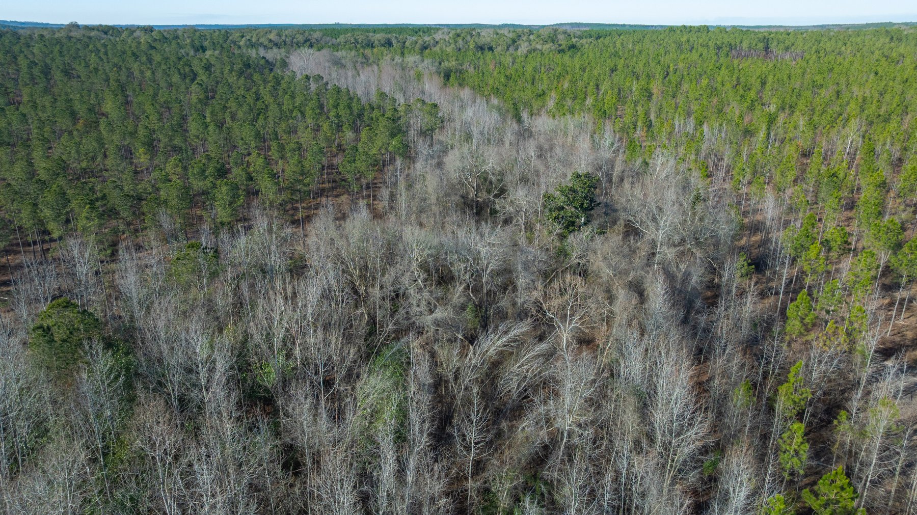 Image for 775± Total Acres - King Tract - Premium Plantation Pines - Large Timber Investment - Choctahatchee Creek Frontage