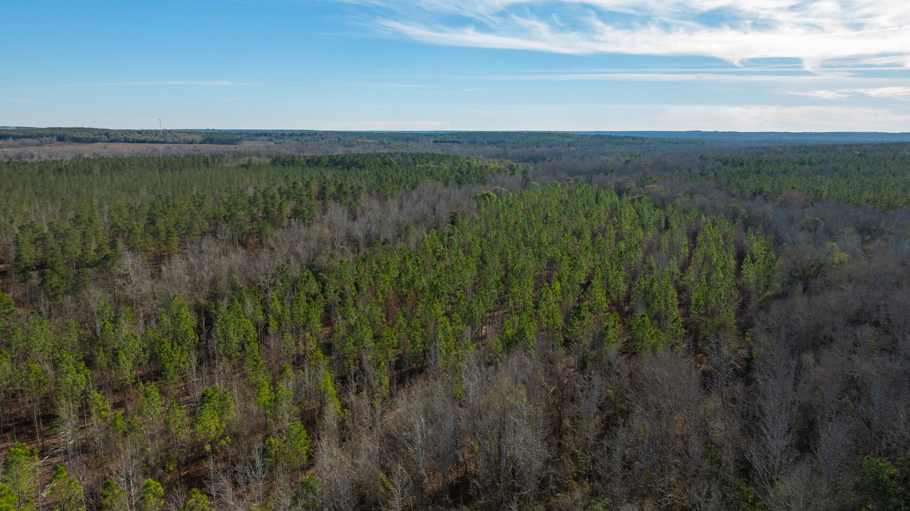 Image for 775± Total Acres - King Tract - Premium Plantation Pines - Large Timber Investment - Choctahatchee Creek Frontage
