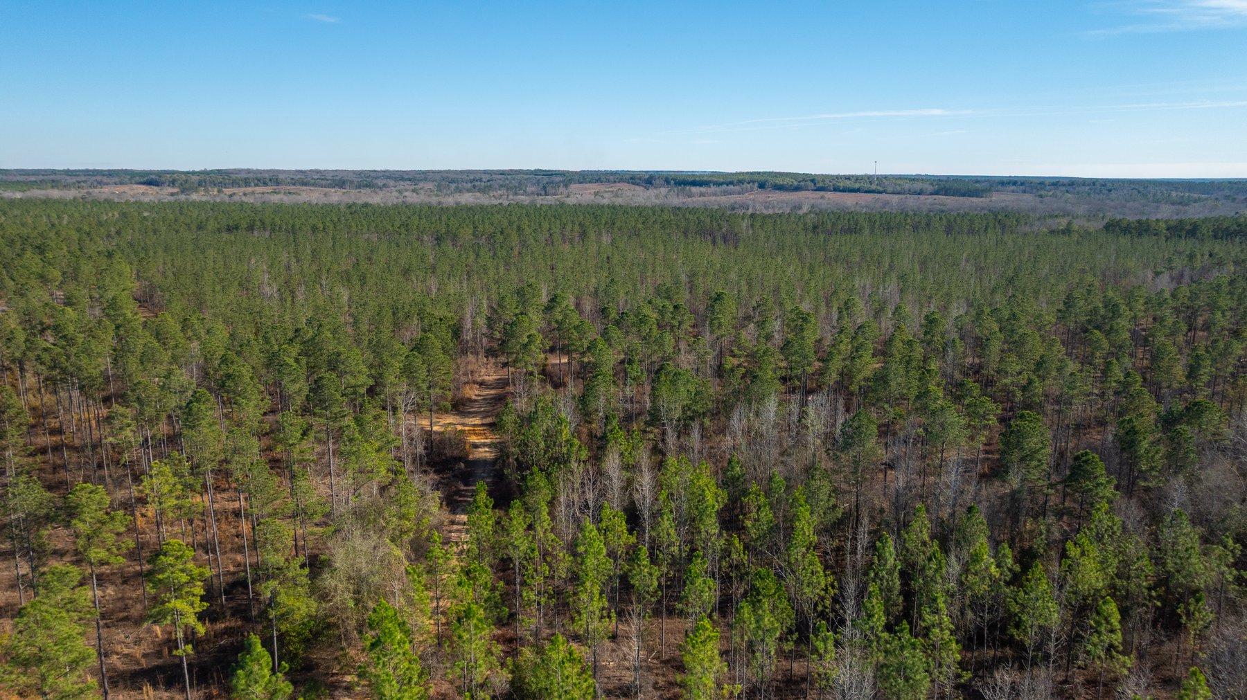 Image for 775± Total Acres - King Tract - Premium Plantation Pines - Large Timber Investment - Choctahatchee Creek Frontage