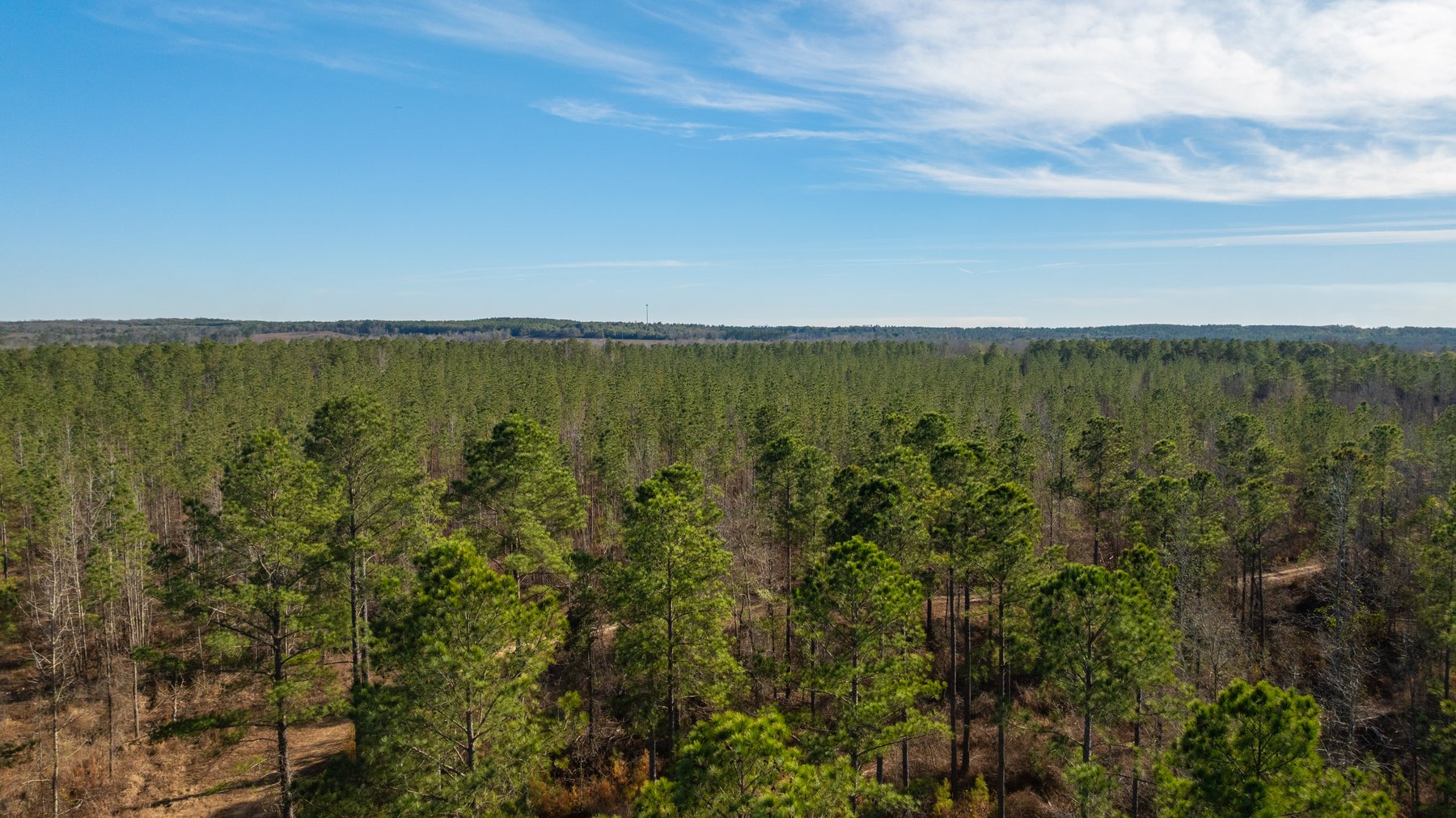 Image for 775± Total Acres - King Tract - Premium Plantation Pines - Large Timber Investment - Choctahatchee Creek Frontage
