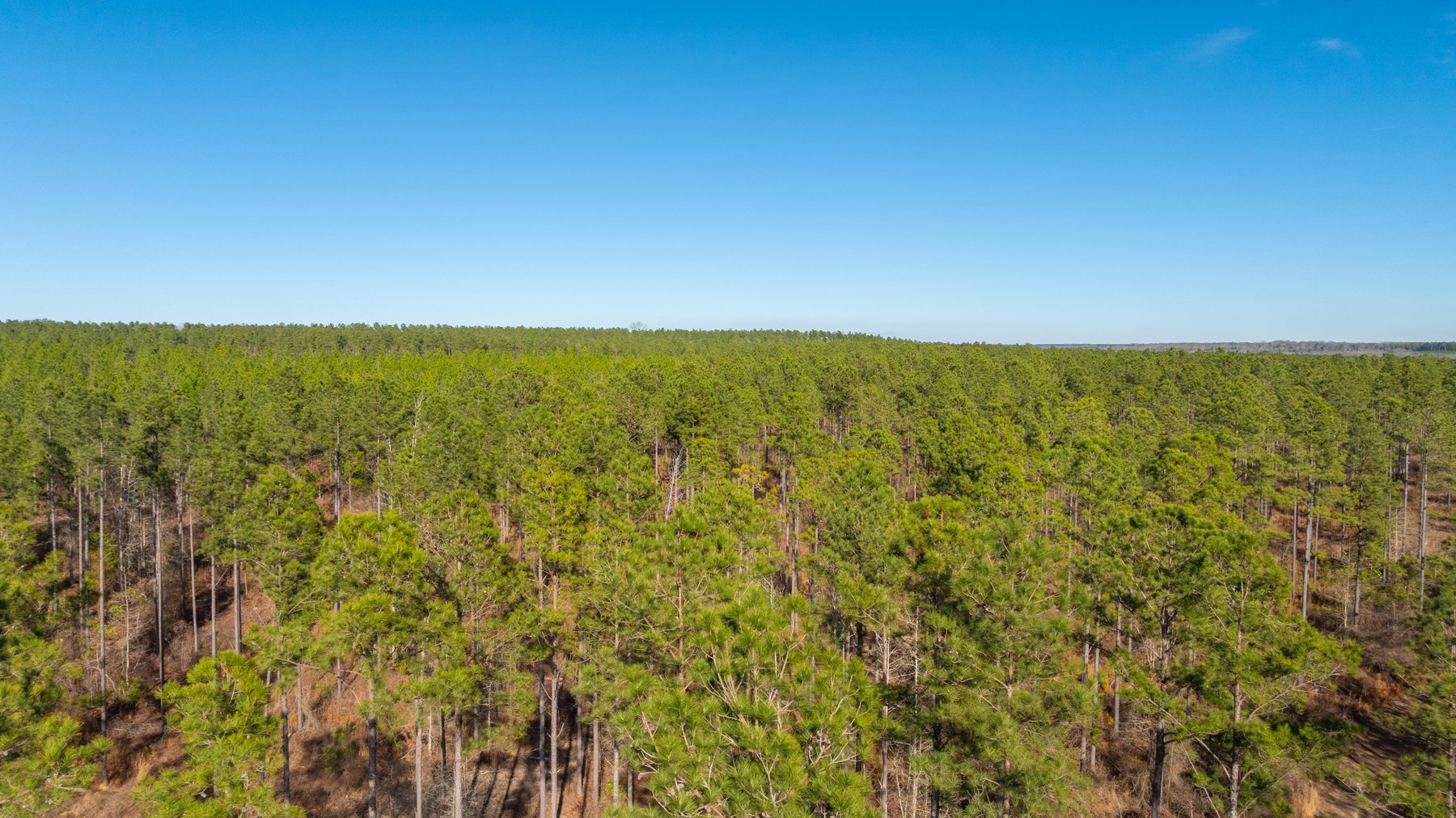 Image for 775± Total Acres - King Tract - Premium Plantation Pines - Large Timber Investment - Choctahatchee Creek Frontage