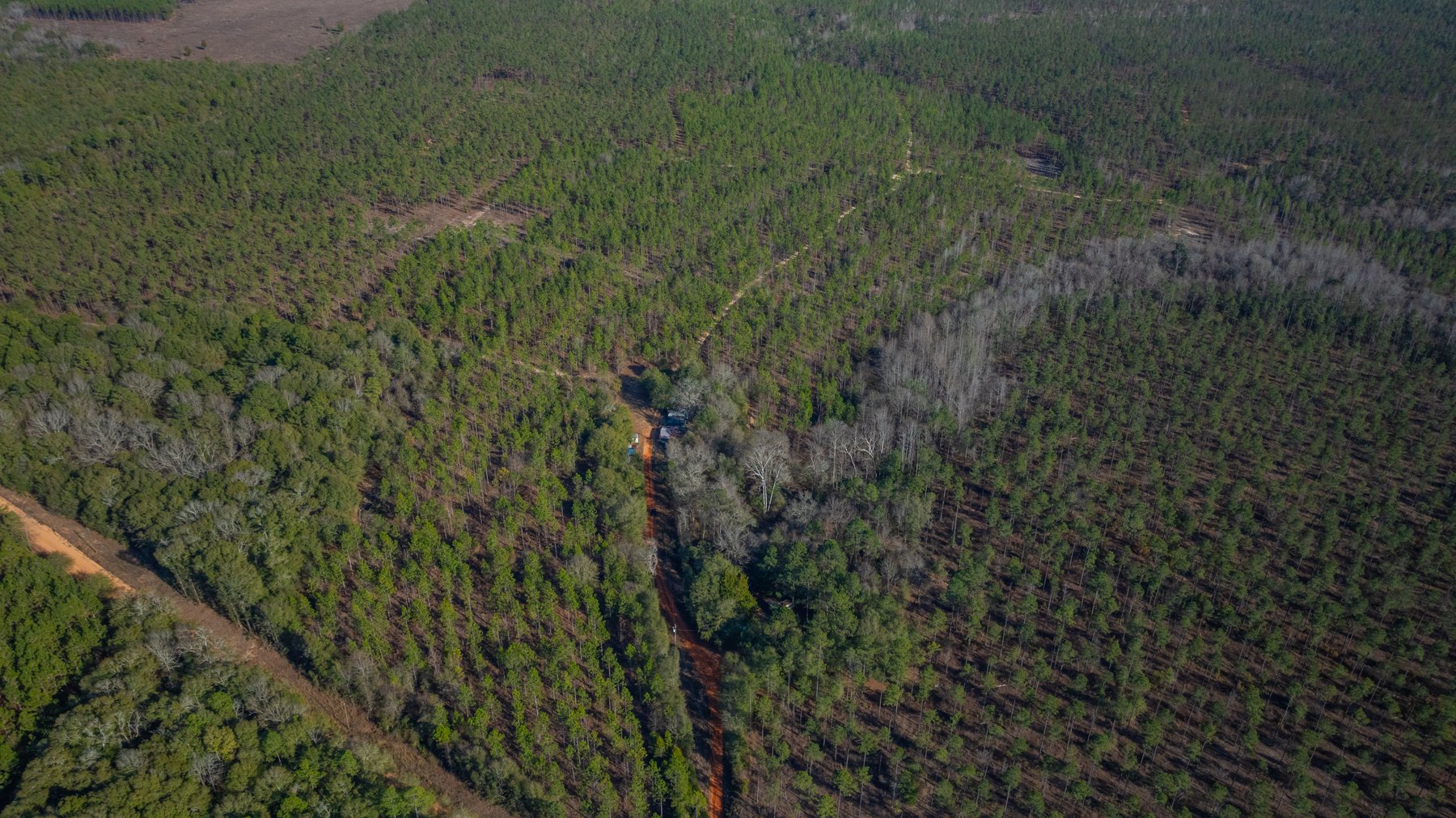 Image for 775± Total Acres - King Tract - Premium Plantation Pines - Large Timber Investment - Choctahatchee Creek Frontage