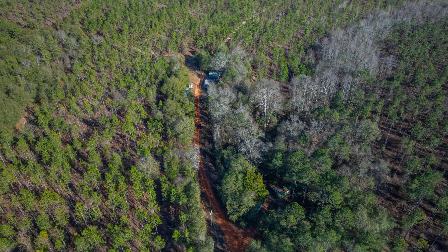 Image for 775± Total Acres - King Tract - Premium Plantation Pines - Large Timber Investment - Choctahatchee Creek Frontage