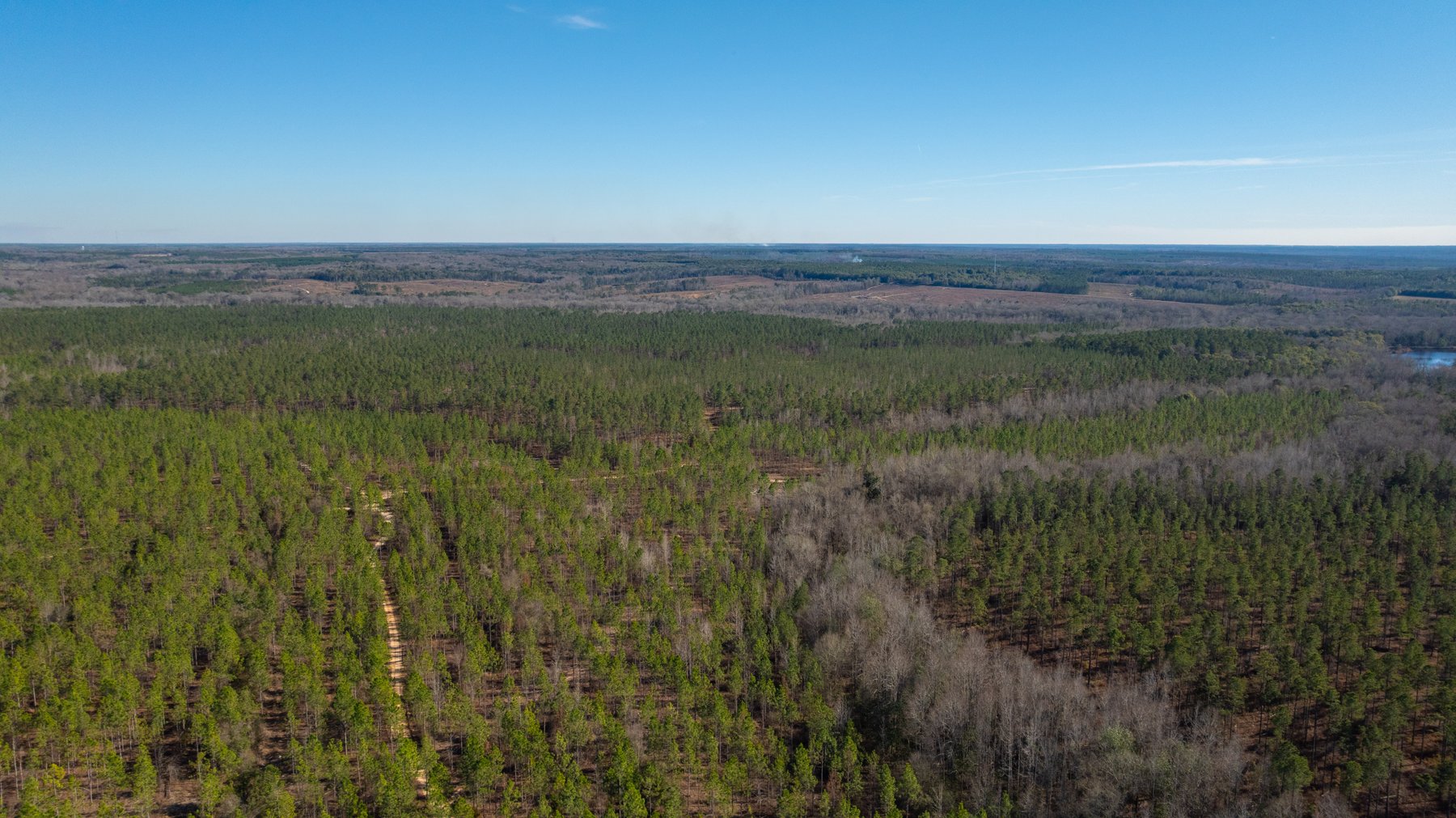 Image for 775± Total Acres - King Tract - Premium Plantation Pines - Large Timber Investment - Choctahatchee Creek Frontage