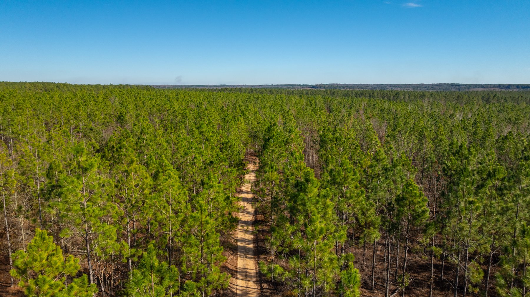 Image for 775± Total Acres - King Tract - Premium Plantation Pines - Large Timber Investment - Choctahatchee Creek Frontage