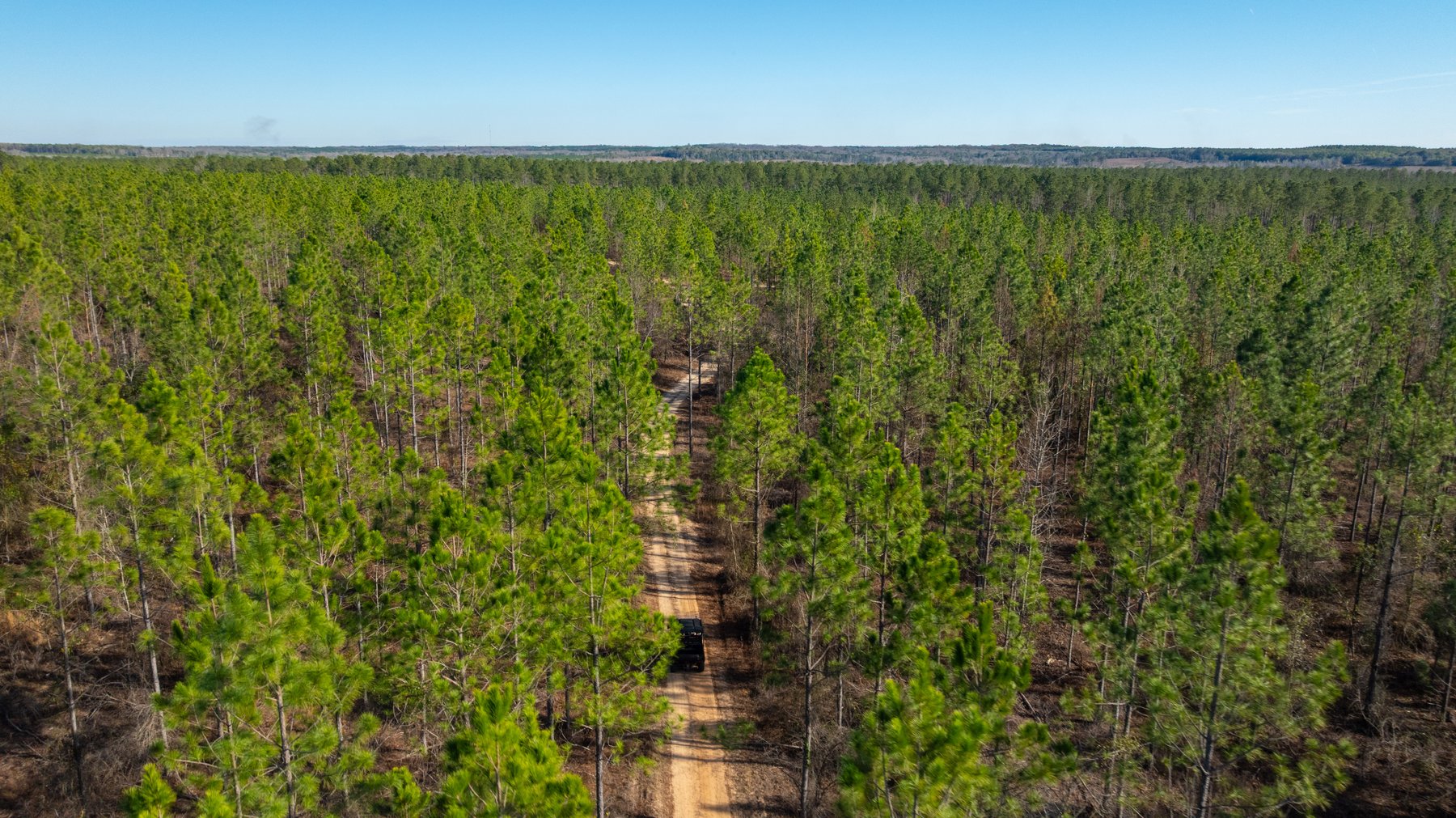 Image for 775± Total Acres - King Tract - Premium Plantation Pines - Large Timber Investment - Choctahatchee Creek Frontage
