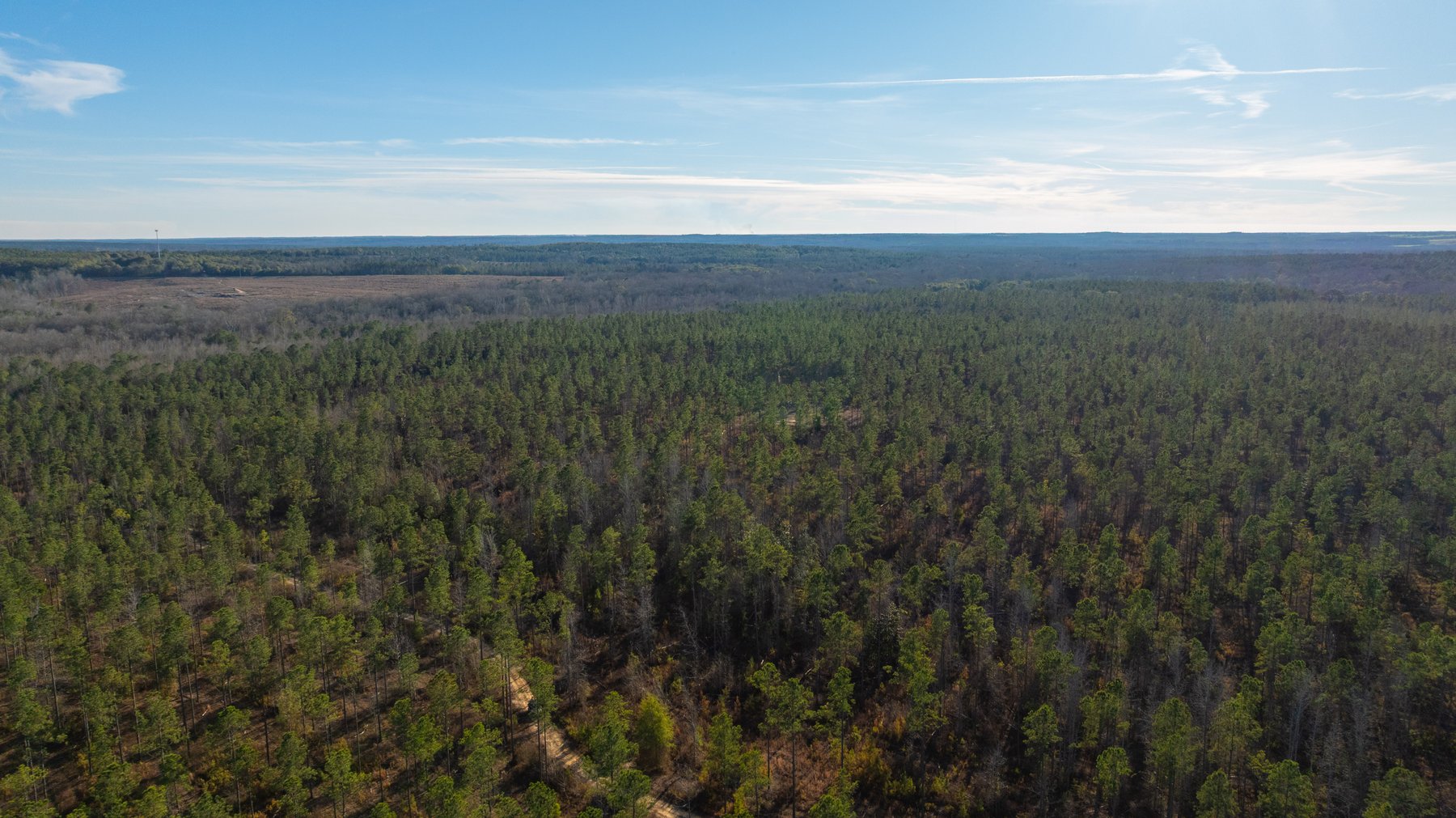 Image for 775± Total Acres - King Tract - Premium Plantation Pines - Large Timber Investment - Choctahatchee Creek Frontage
