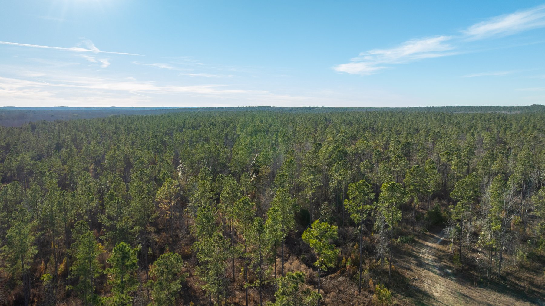 Image for 775± Total Acres - King Tract - Premium Plantation Pines - Large Timber Investment - Choctahatchee Creek Frontage