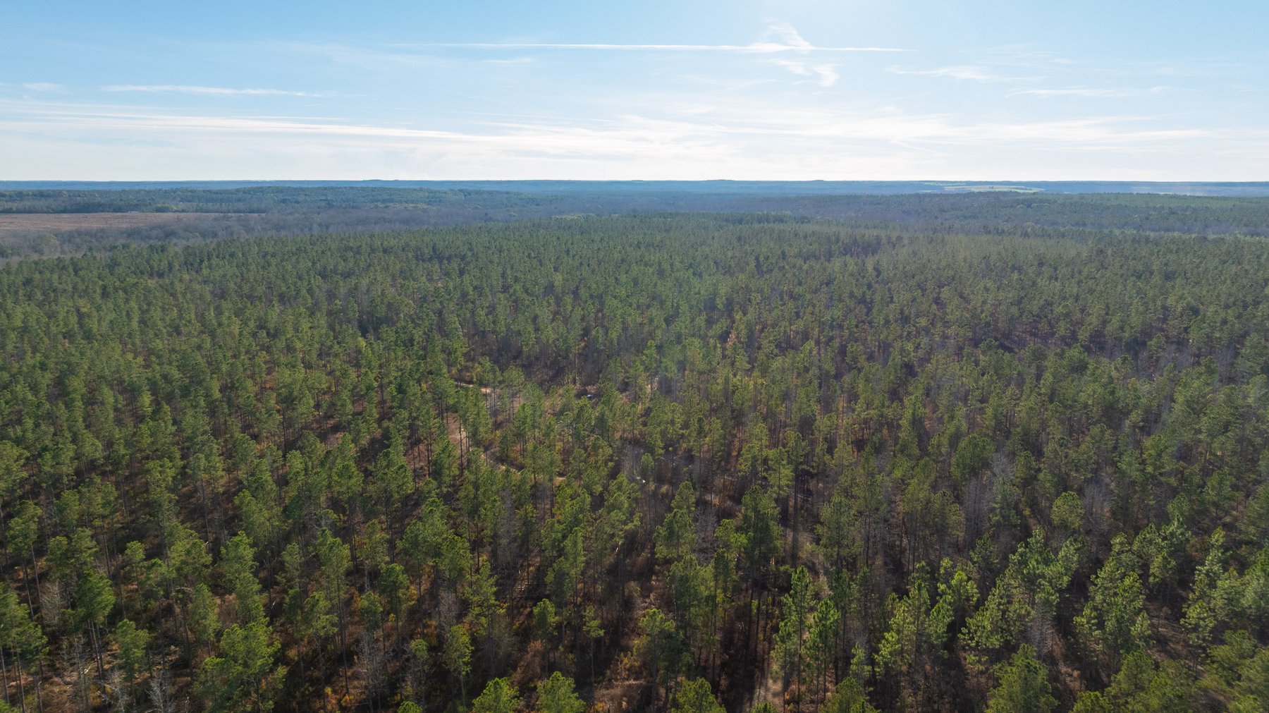 Image for 775± Total Acres - King Tract - Premium Plantation Pines - Large Timber Investment - Choctahatchee Creek Frontage