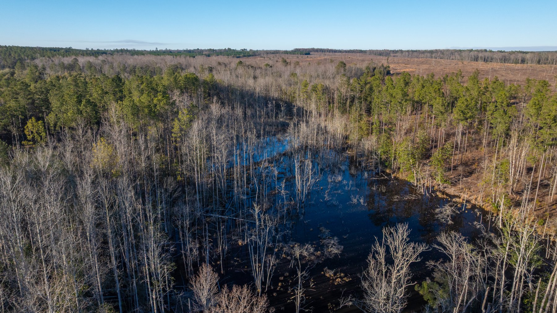 Image for 775± Total Acres - King Tract - Premium Plantation Pines - Large Timber Investment - Choctahatchee Creek Frontage