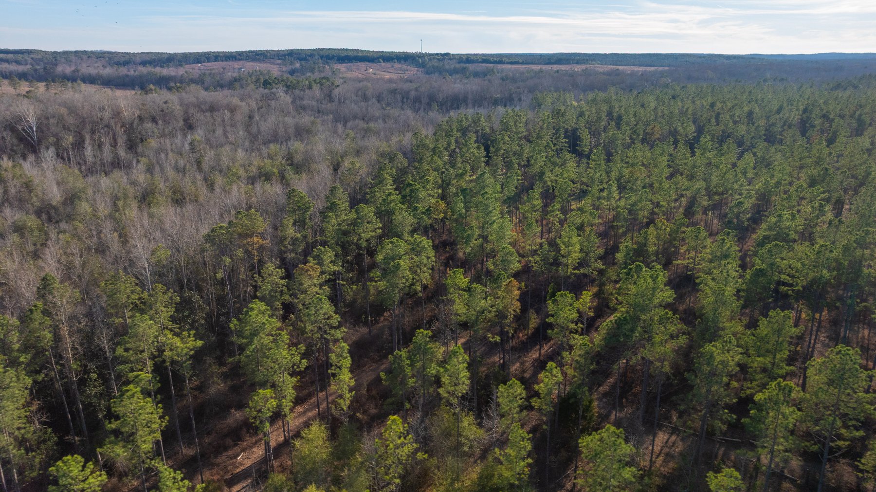 Image for 775± Total Acres - King Tract - Premium Plantation Pines - Large Timber Investment - Choctahatchee Creek Frontage