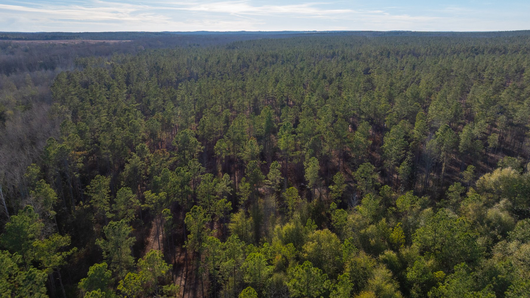 Image for 775± Total Acres - King Tract - Premium Plantation Pines - Large Timber Investment - Choctahatchee Creek Frontage